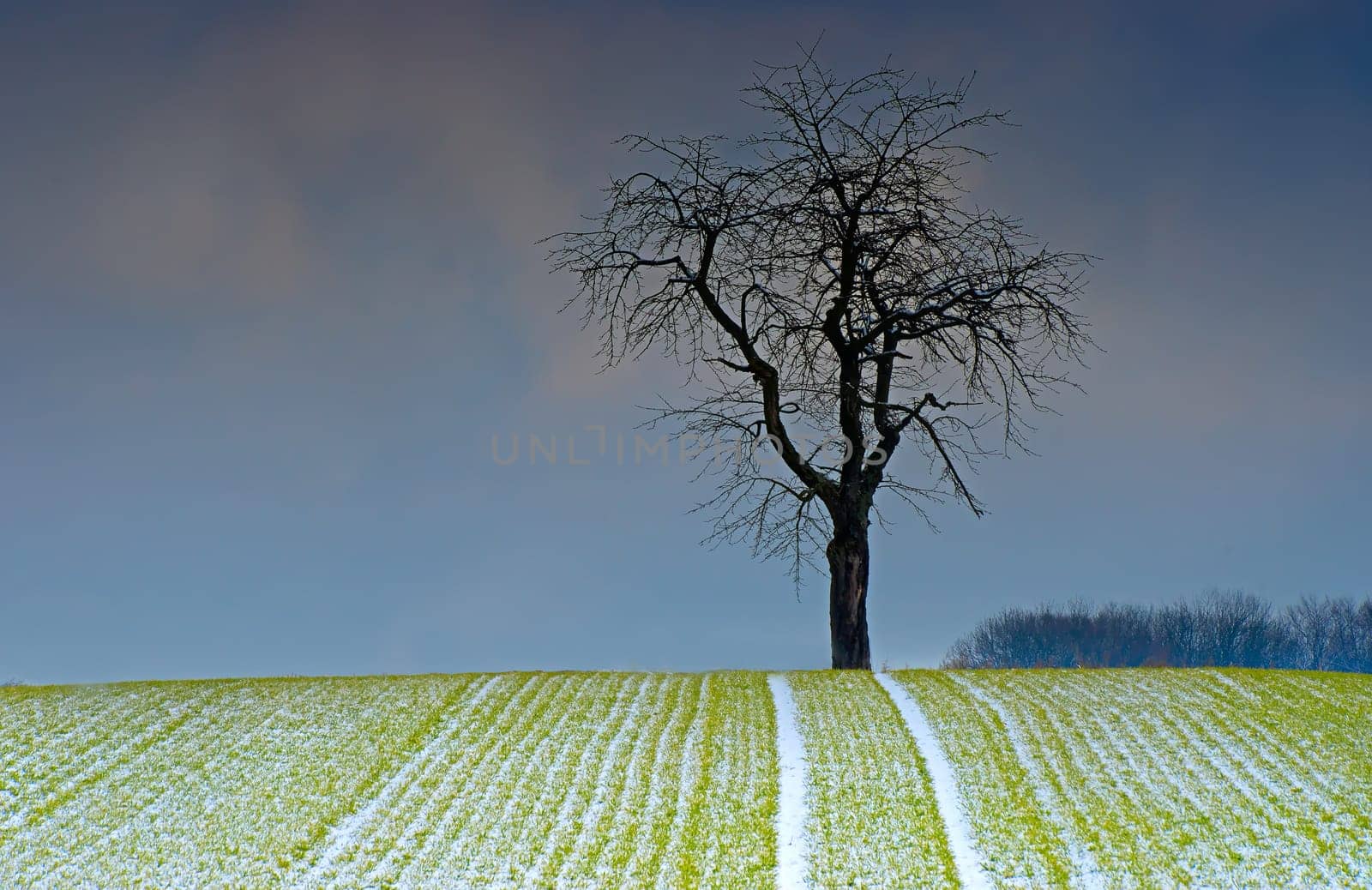 Spring Expectation