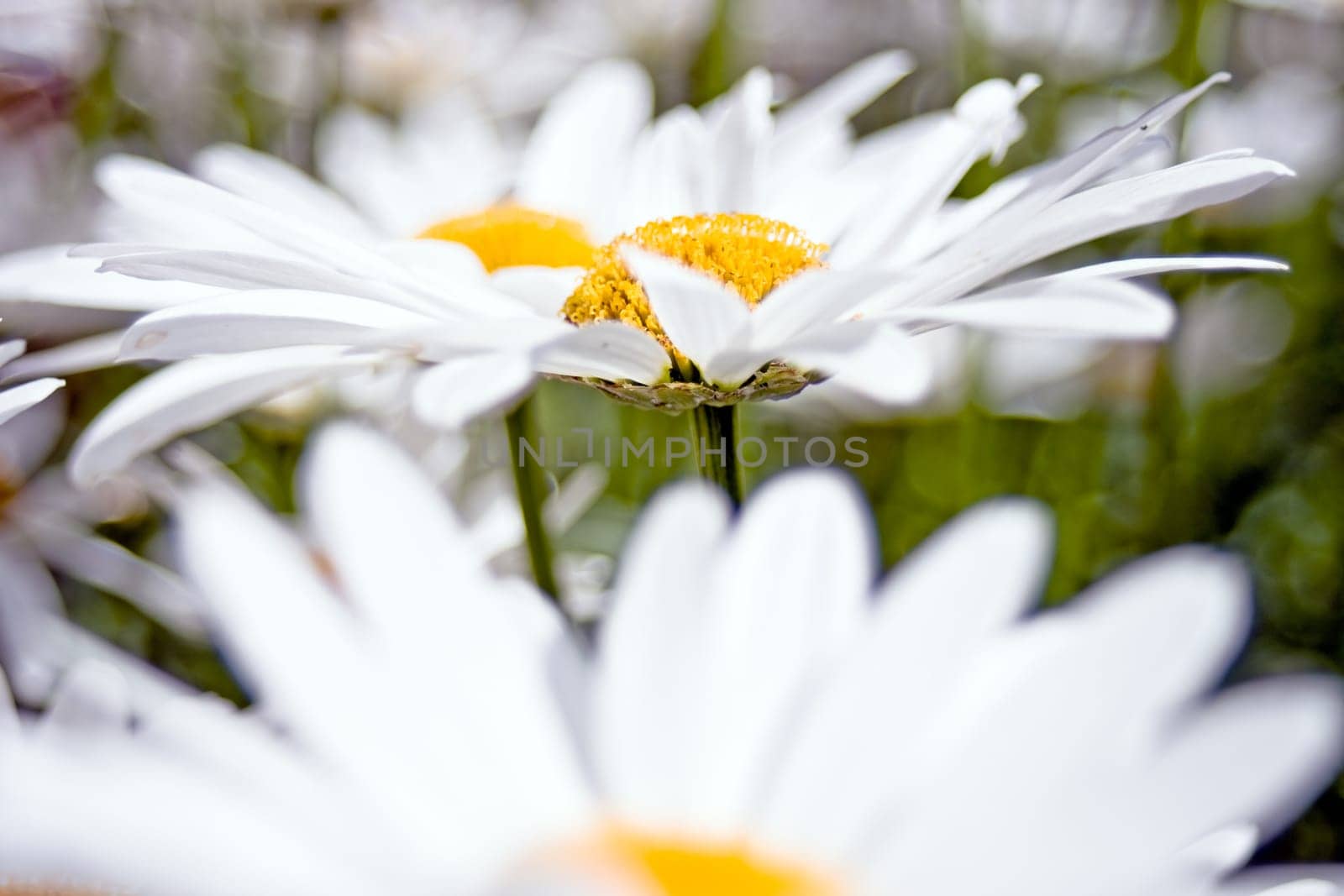 Daisies