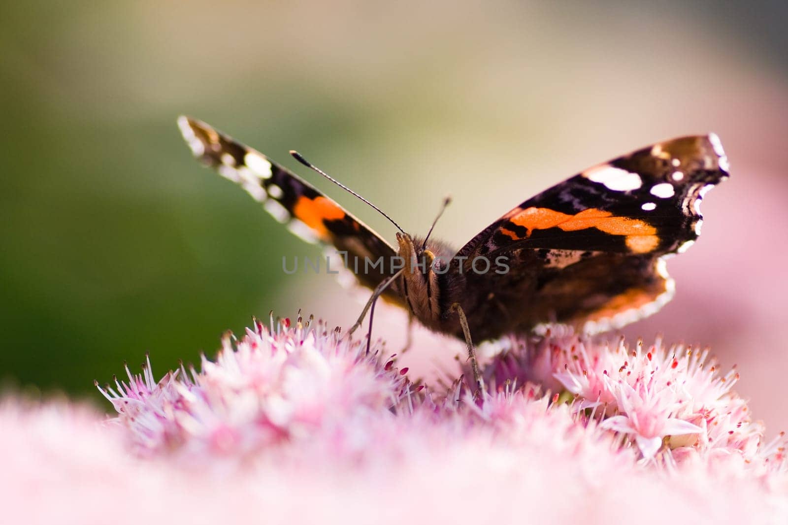 Red admiral on sedum flowers