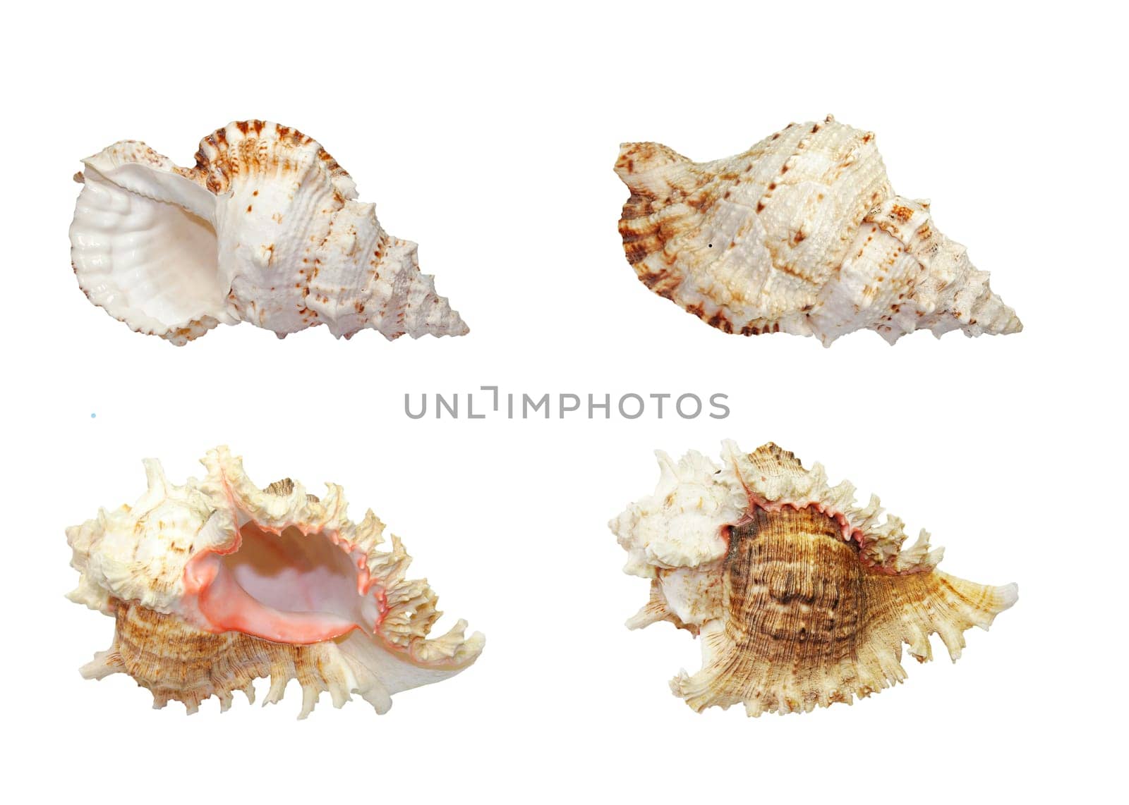 Shell Set