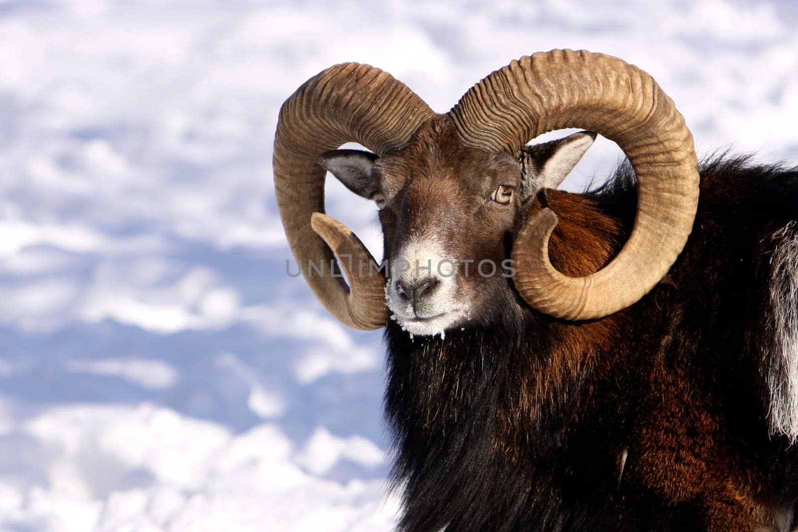 detail head with antlers mouflon in winter on snow