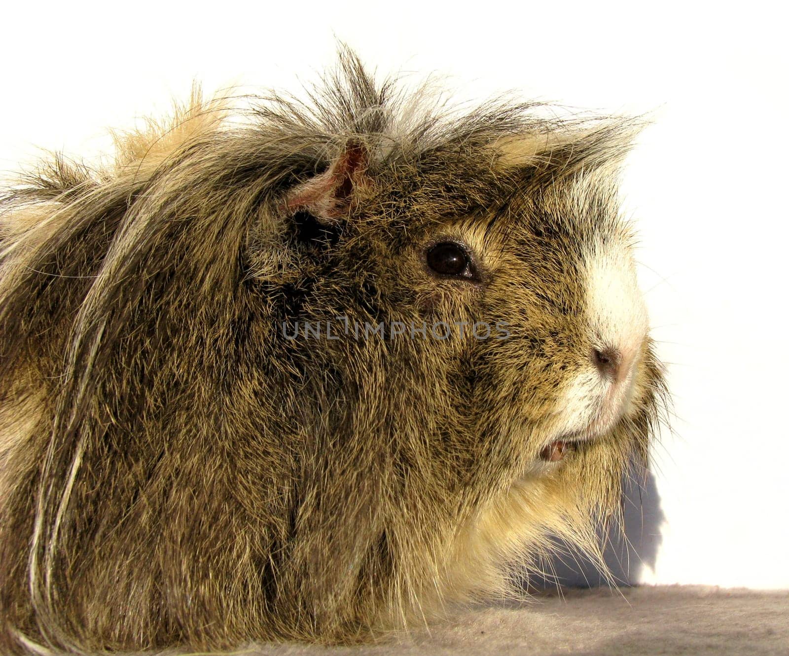 Portrait guinea pig