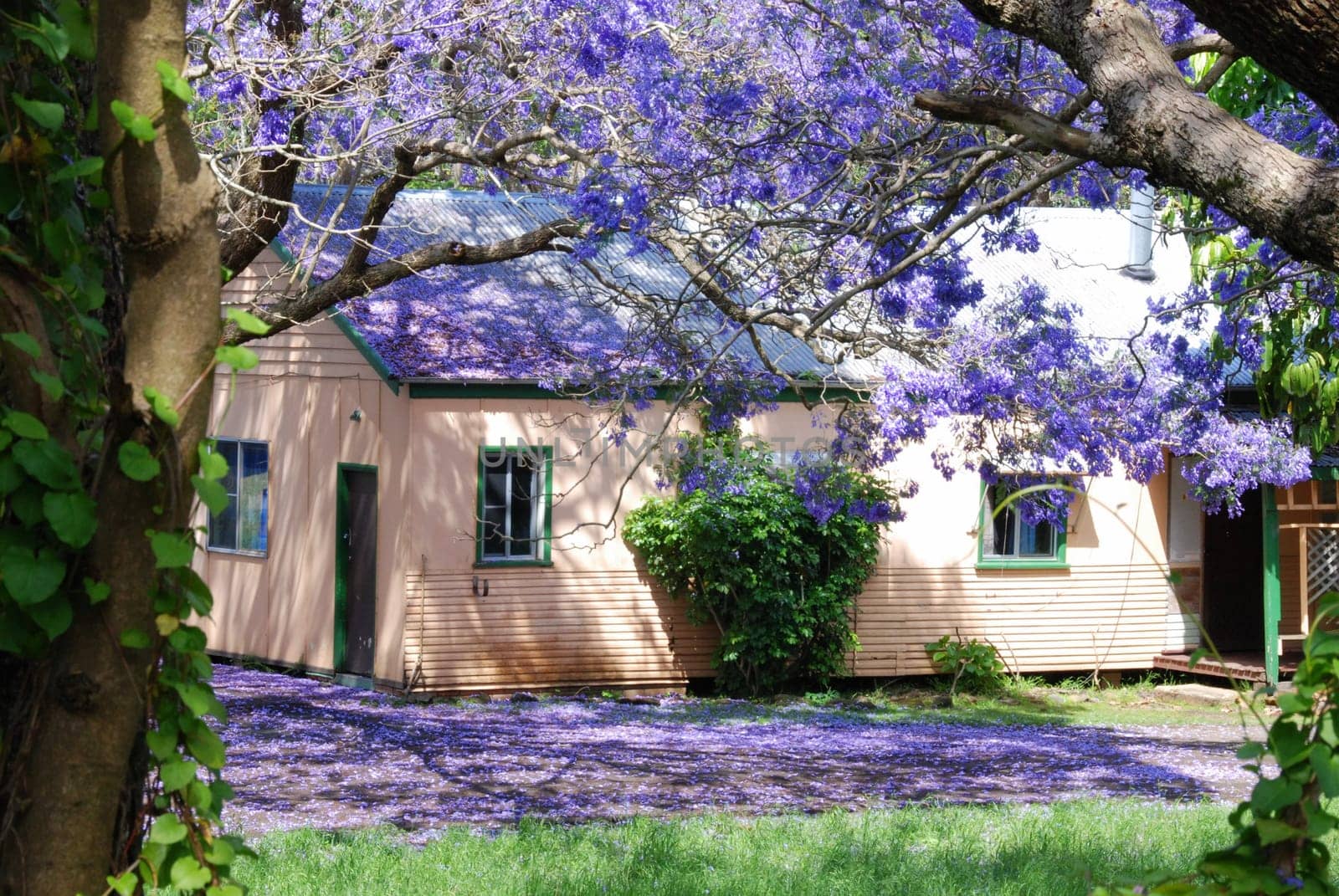 Jacaranda House