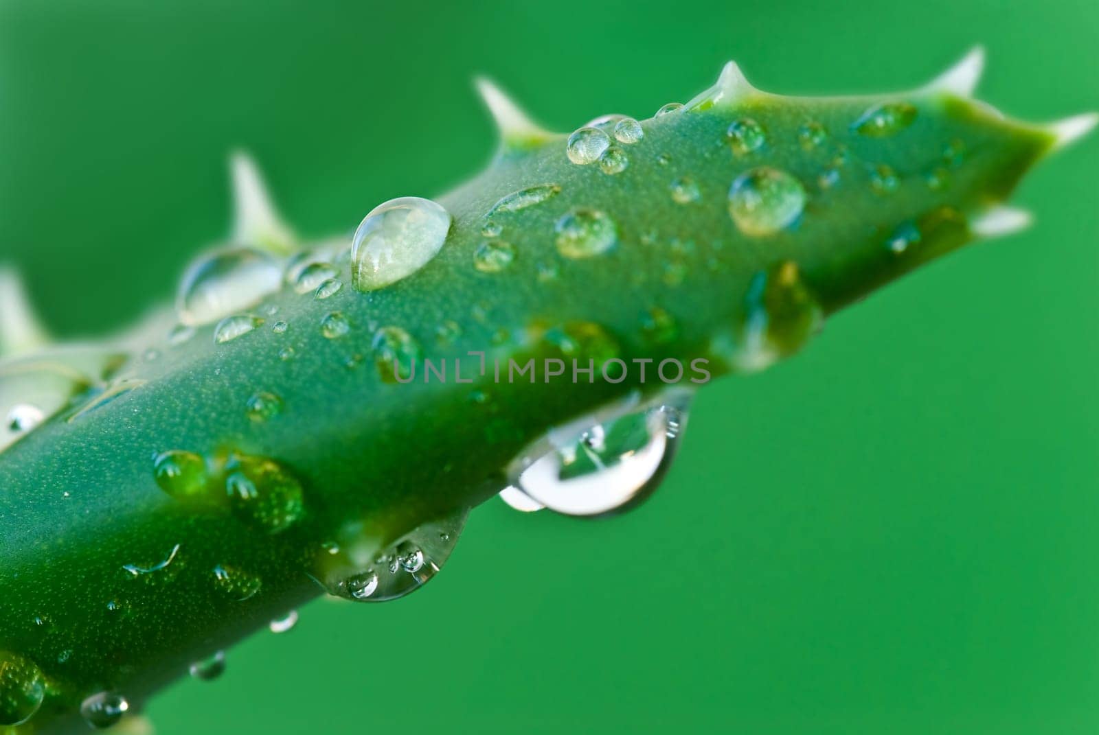 Aloe vera with drops
