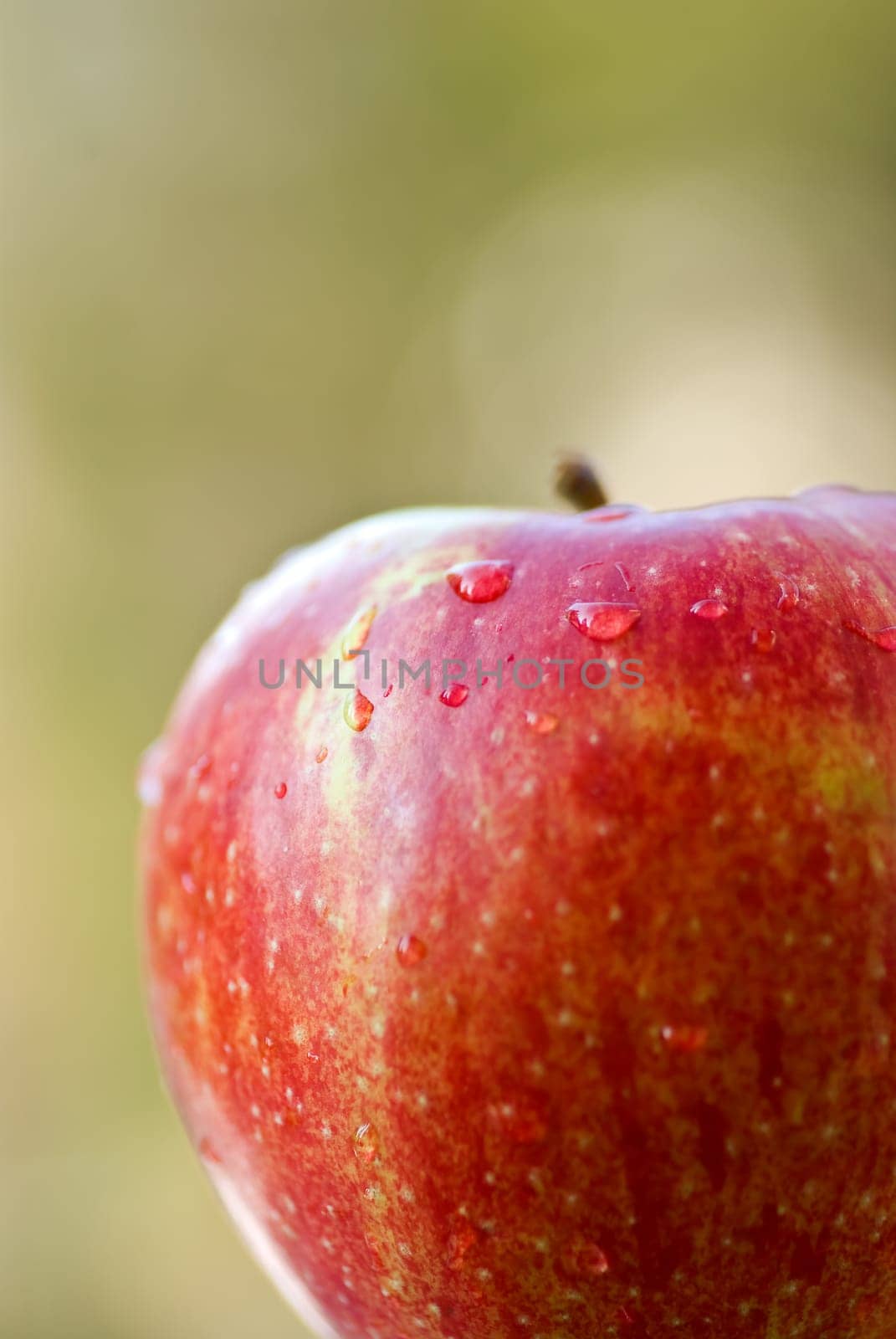 Apples without (New York)