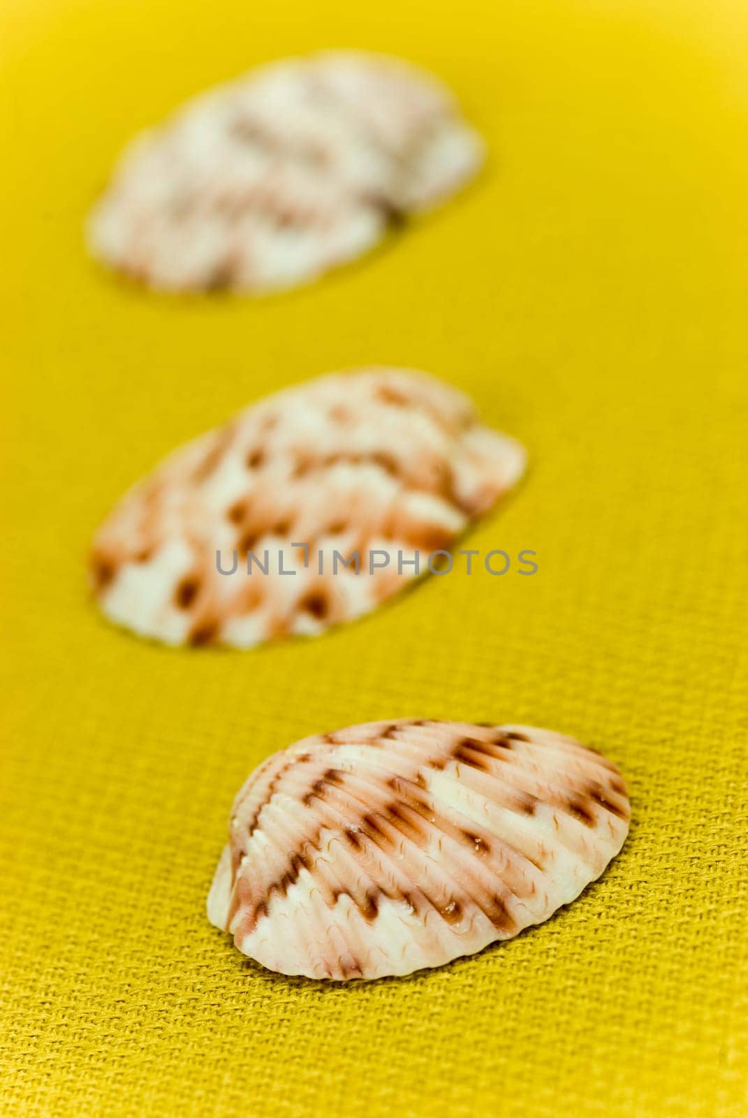 mussels