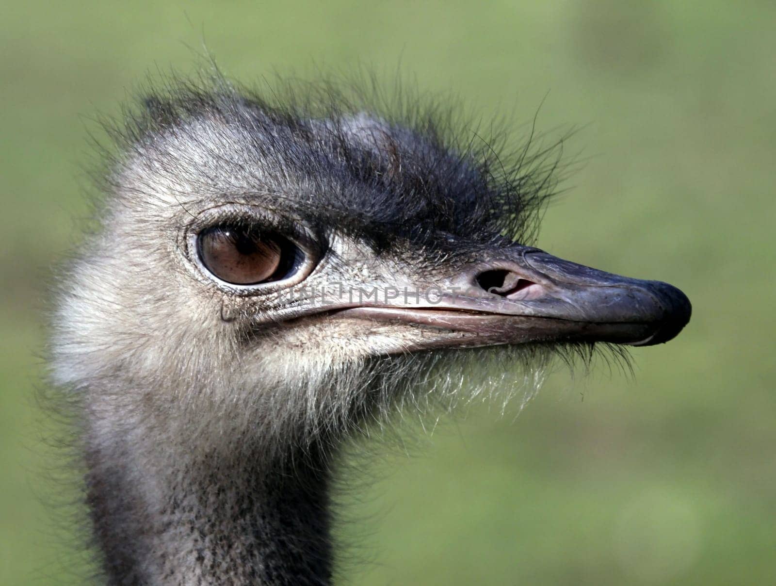 EmuPortrait II