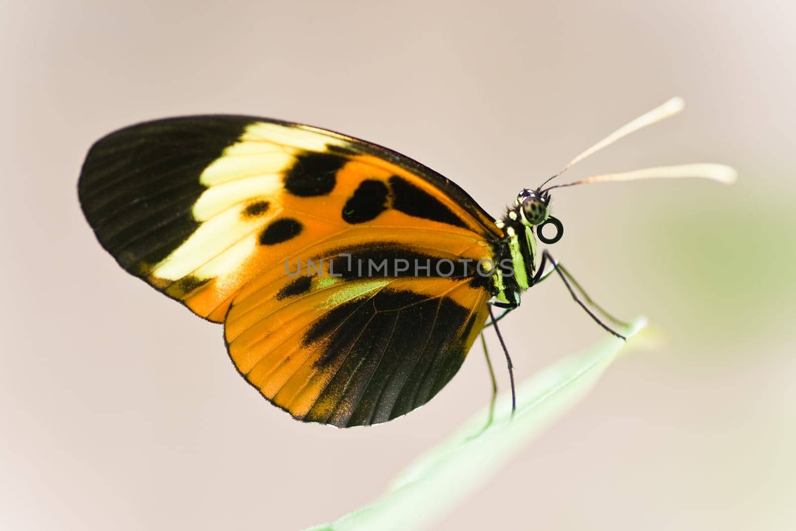 Tropical Butterfly