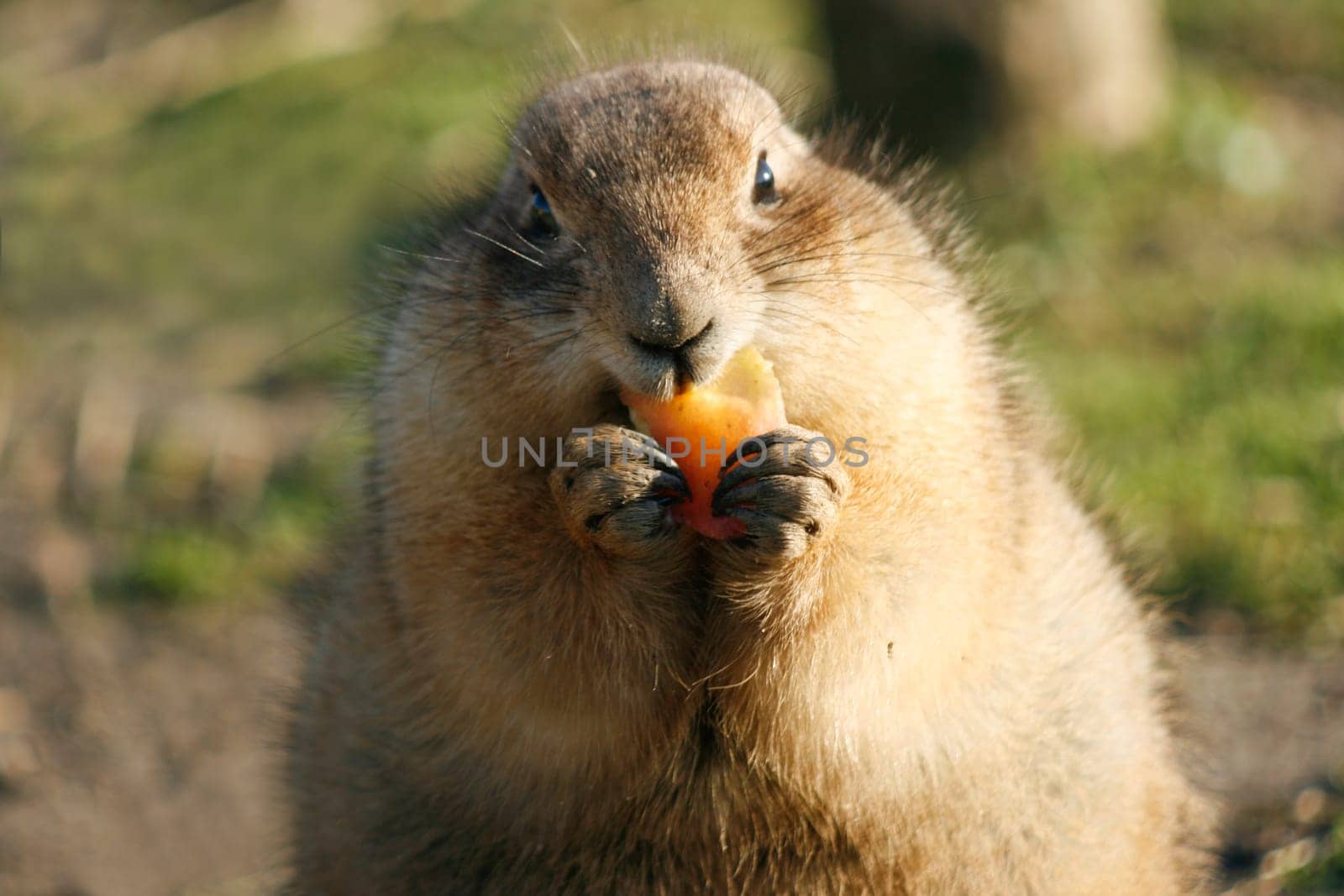 Prairie dog eating