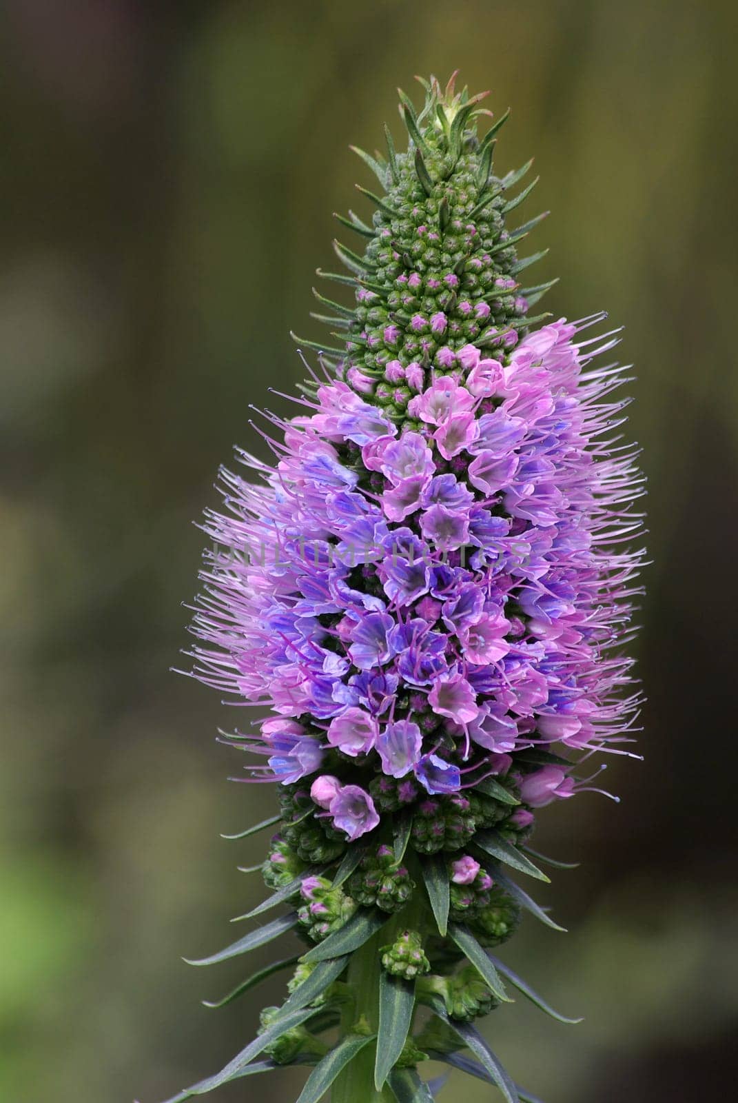 viper's head,Echium candicans