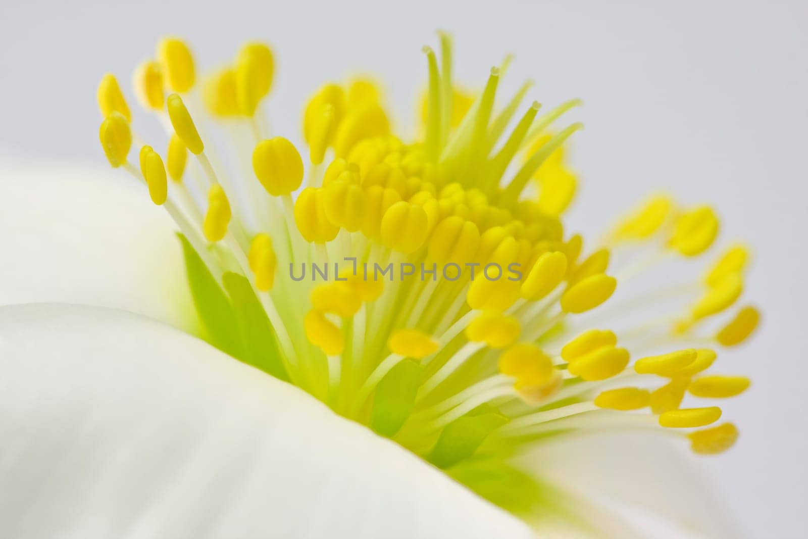 The German name is due to the fact that the grated powder of the root of the plant triggers sneezing.
