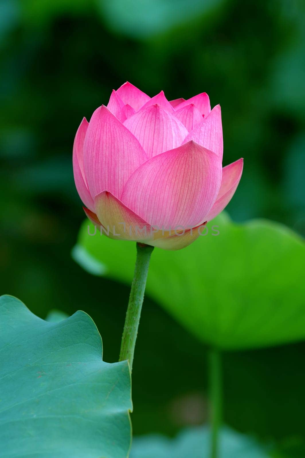 Lotus flower