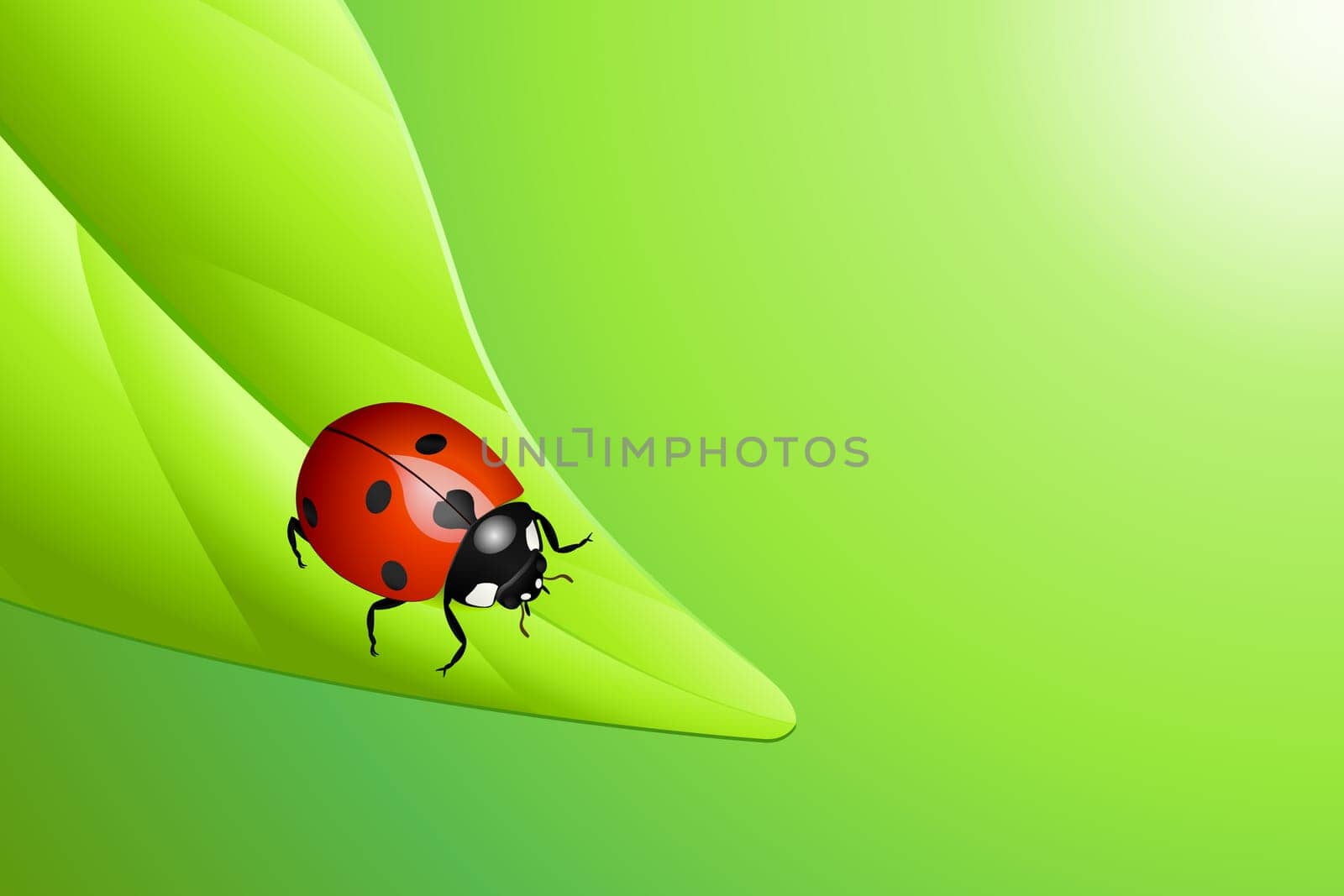 Ladybug on a leaf