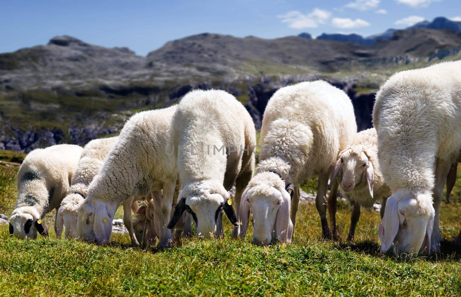 Happy Sheep