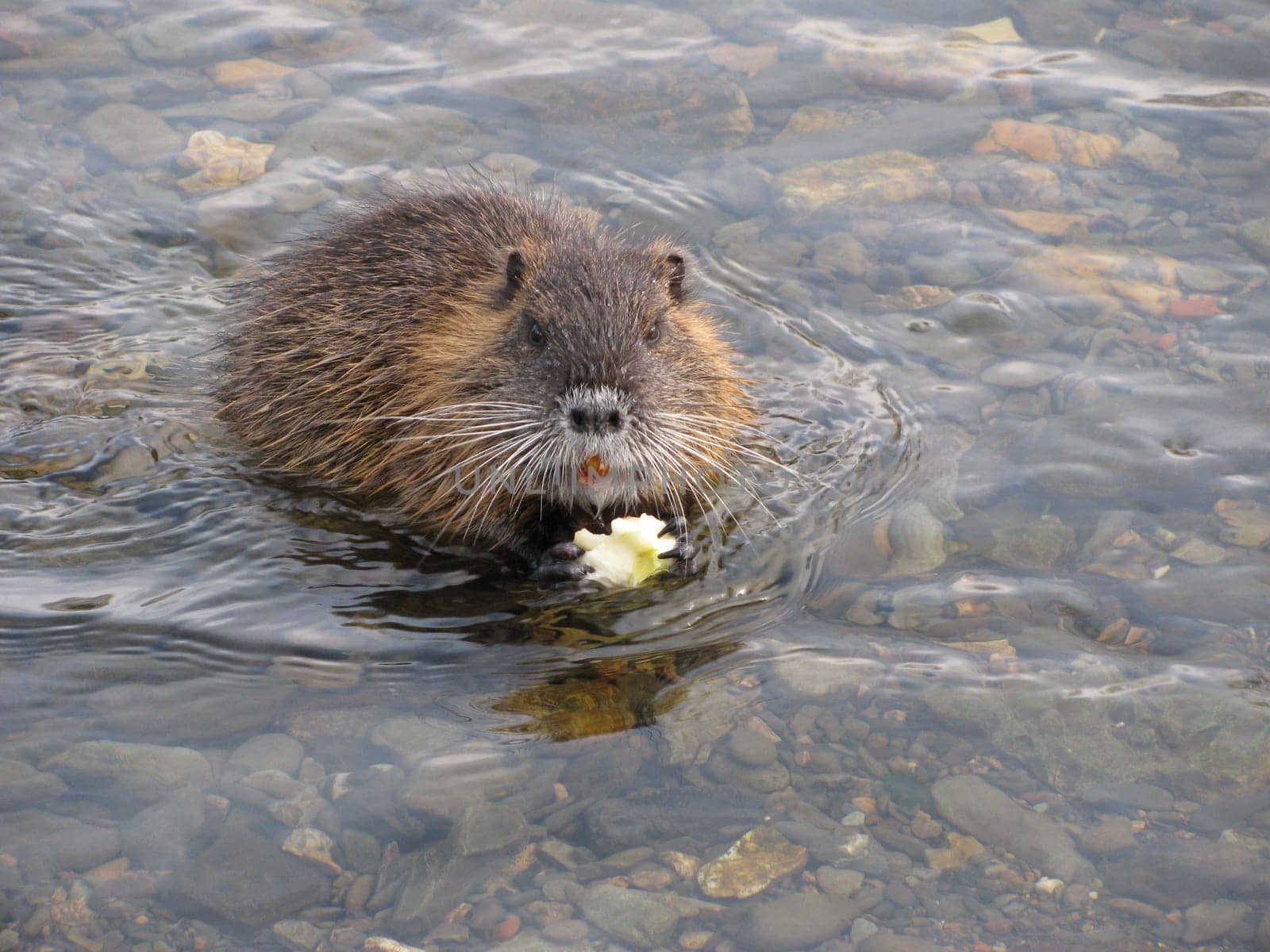 Nutria