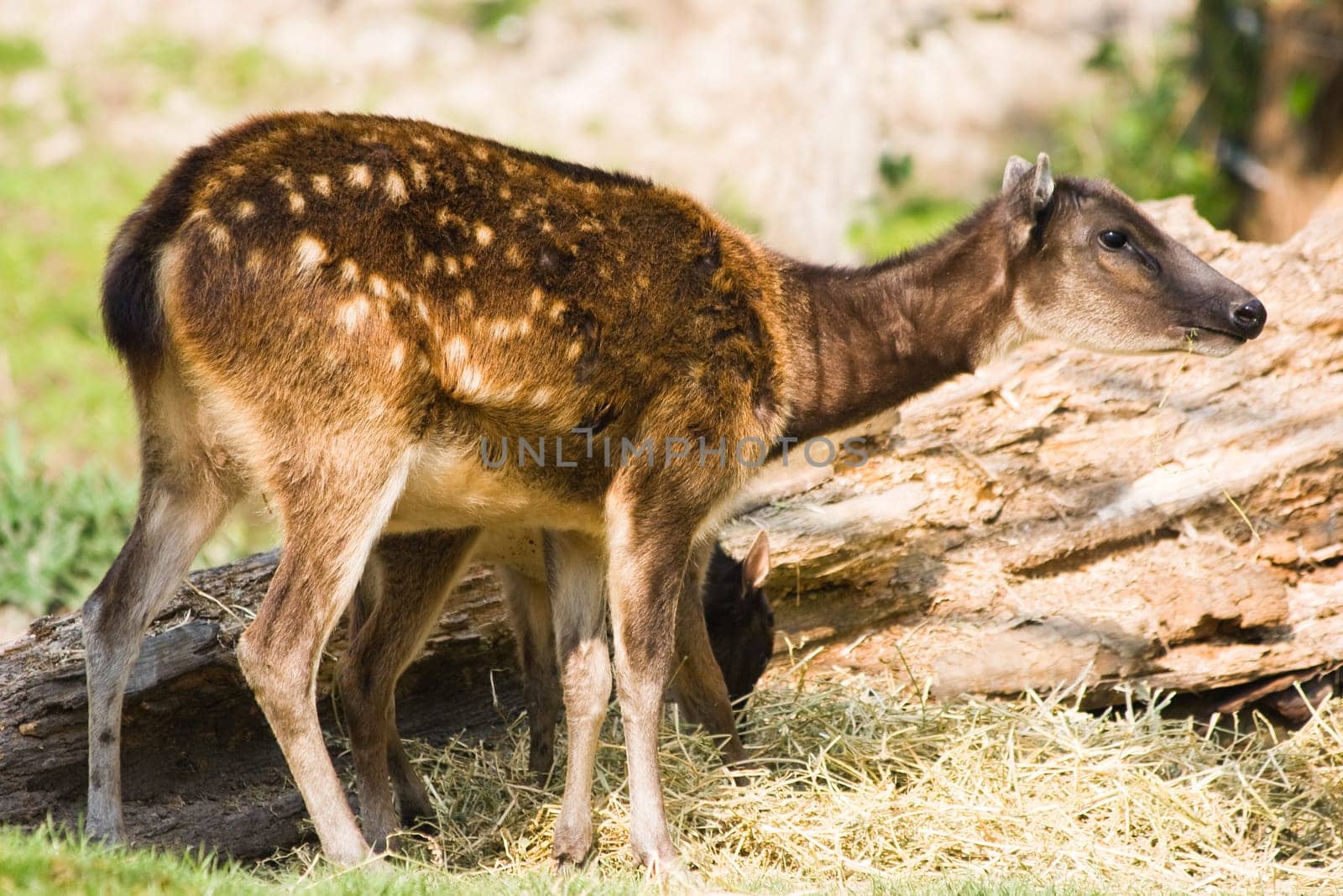 Philippine spotted deer