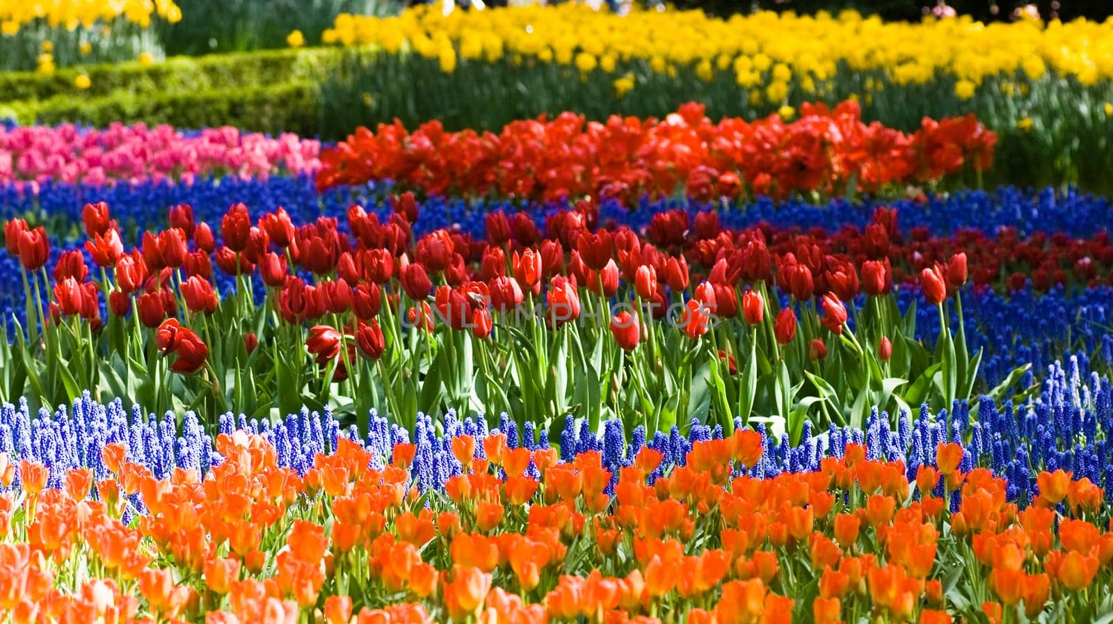 Tulips and common grape hyacinth