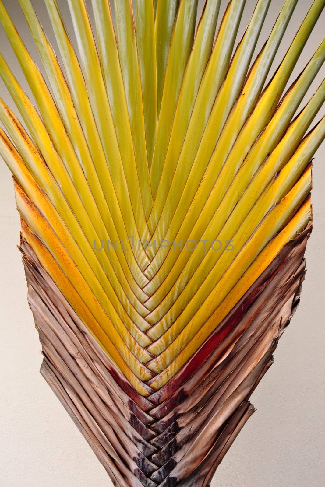 Close up of palm tree showing patterns