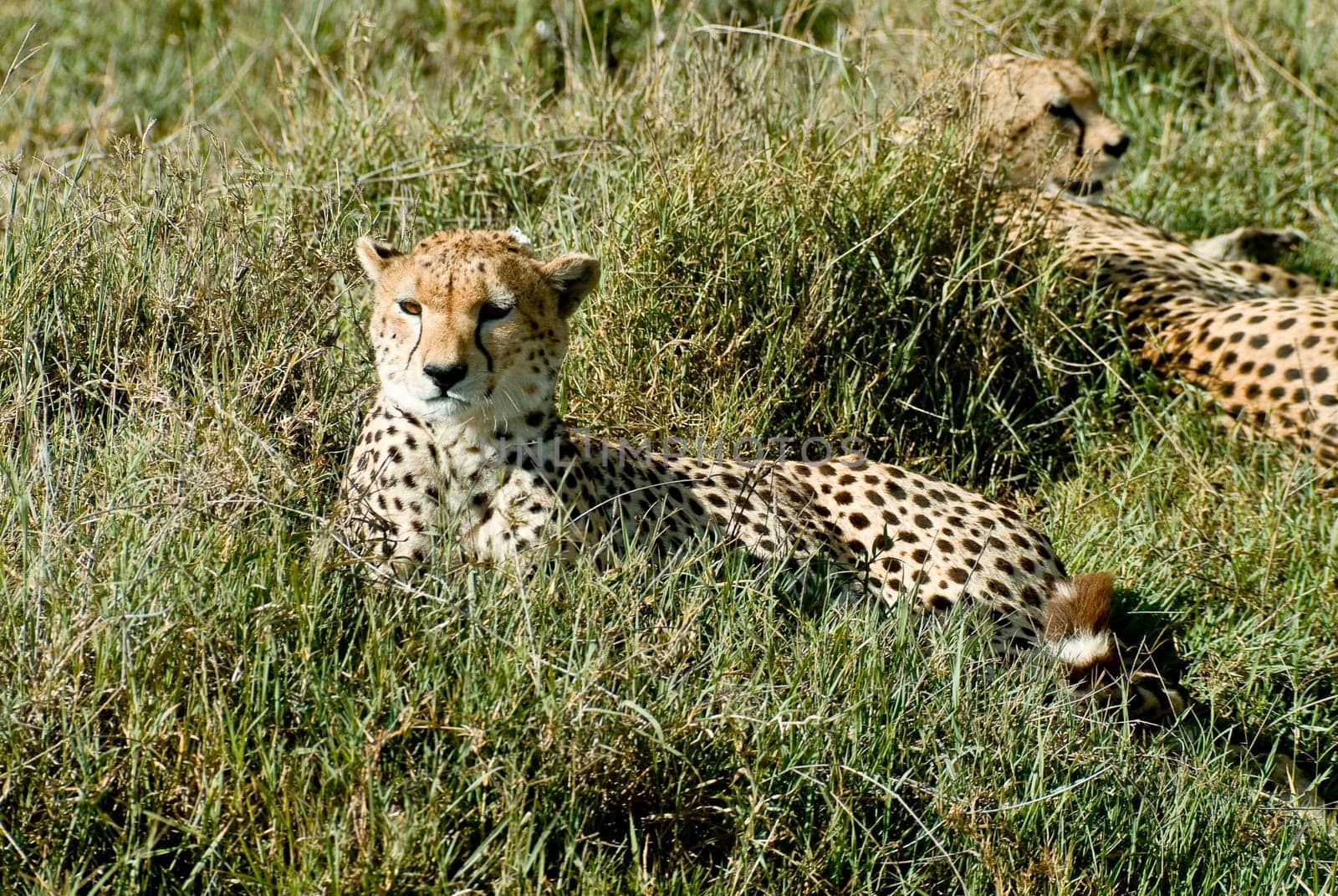 Cheetah