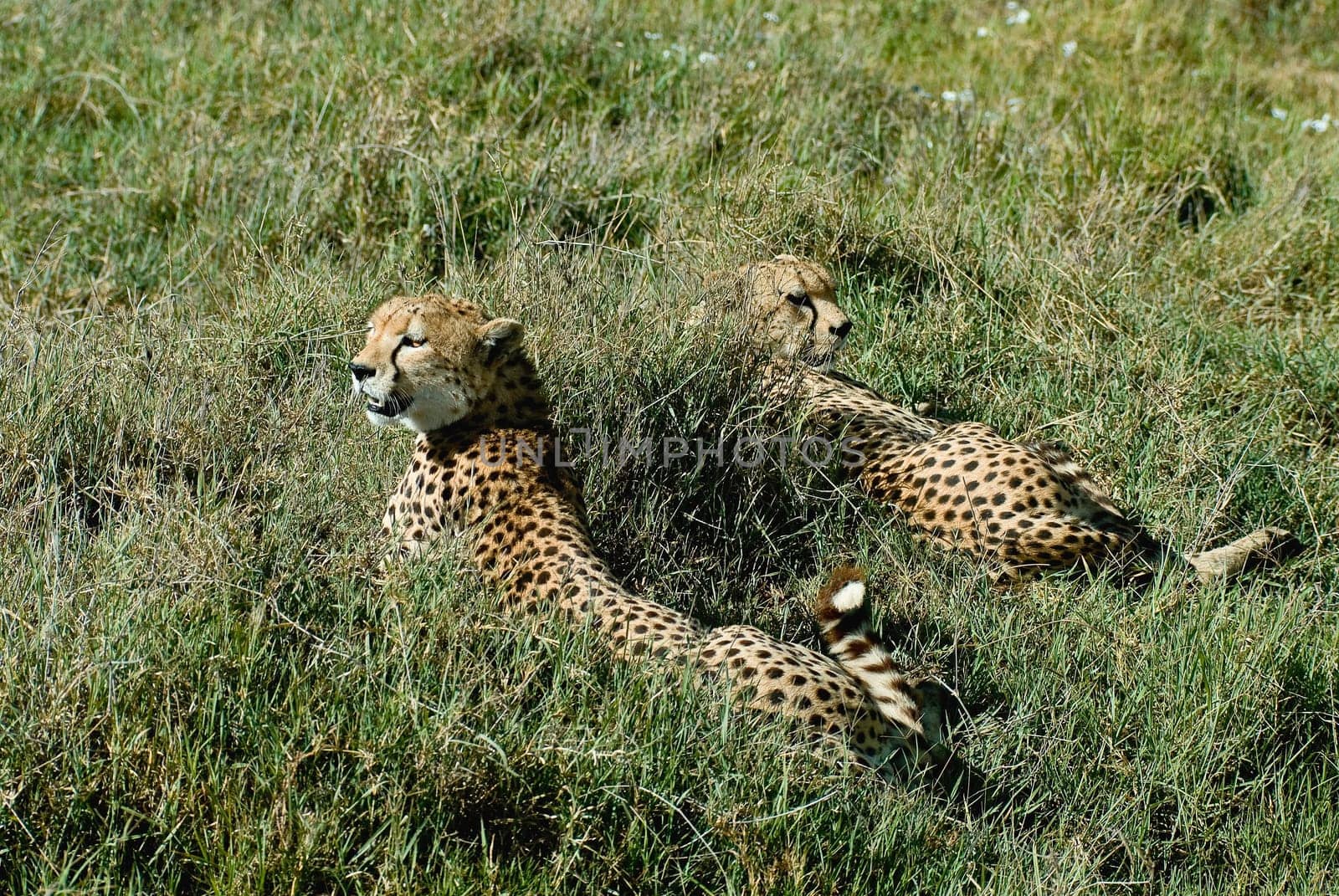 Cheetah