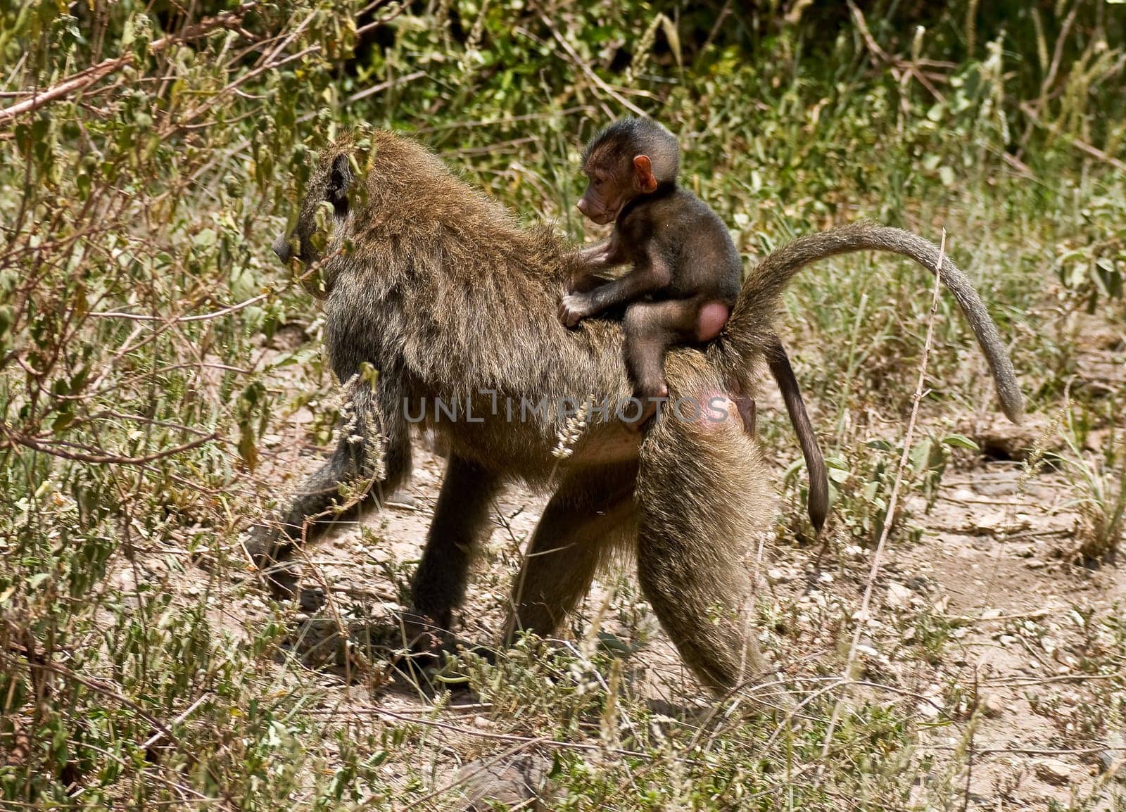Baboon