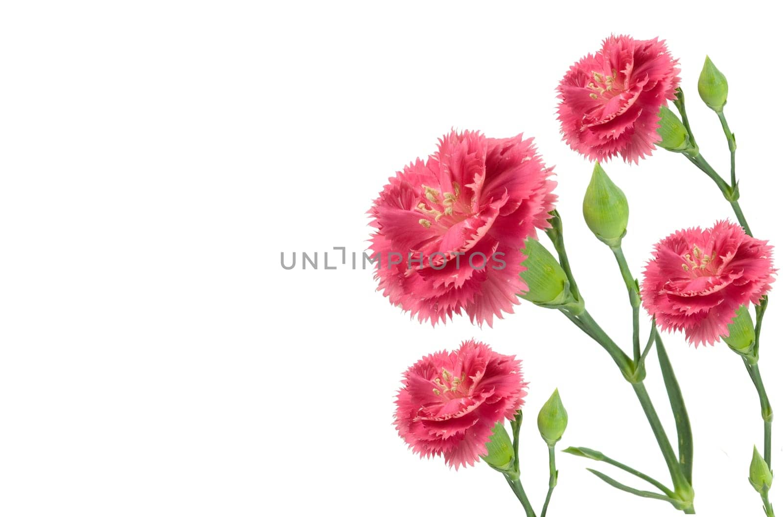 pink carnations