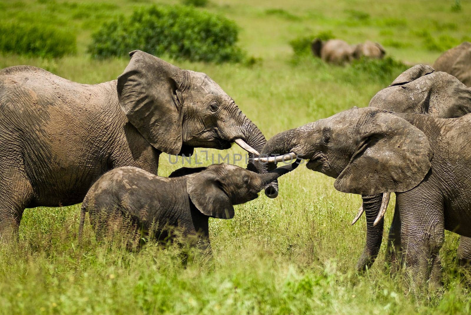 young elephants