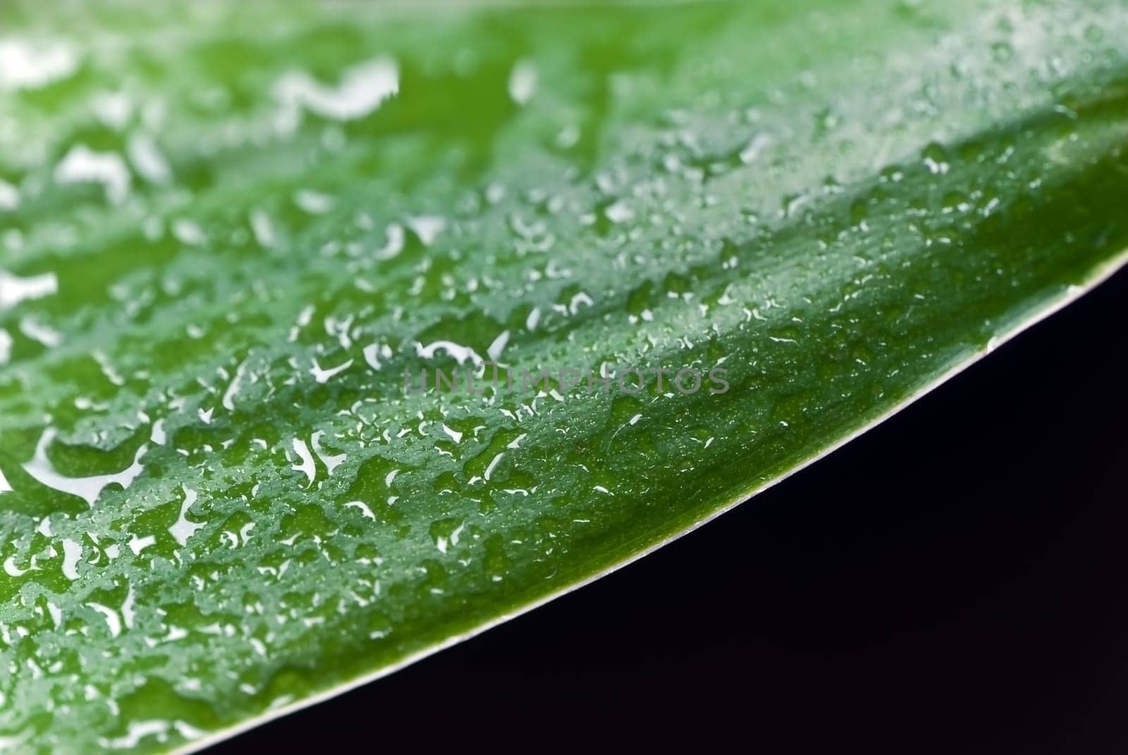 Bamboo leaves with water drops