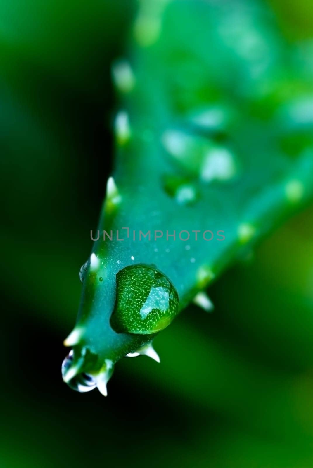 Aloe vera with drops