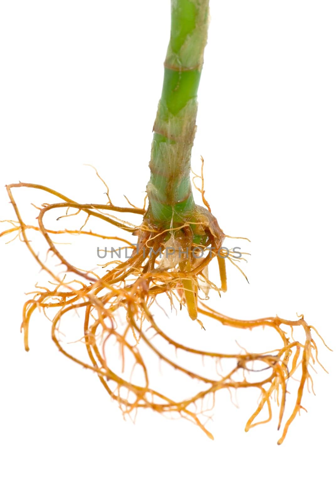 Bamboo Root Isolated