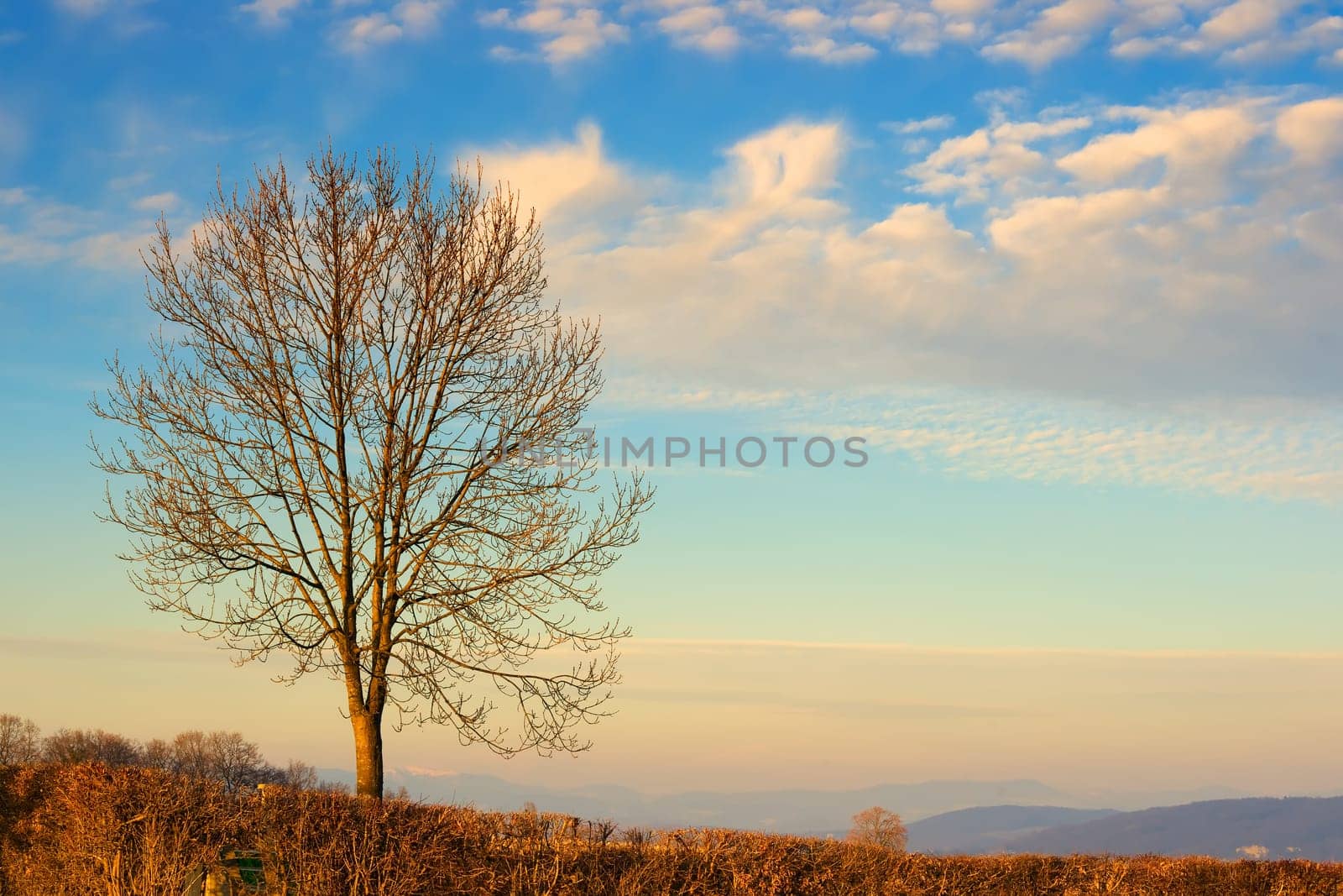 Spring in sight