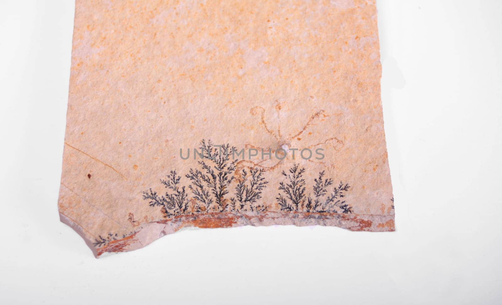 Fossil