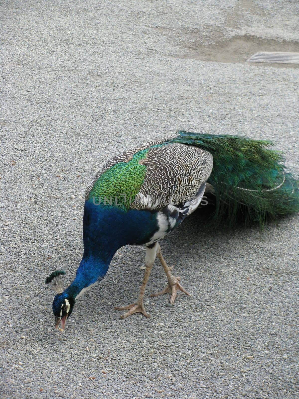 Peacock picks Koerner