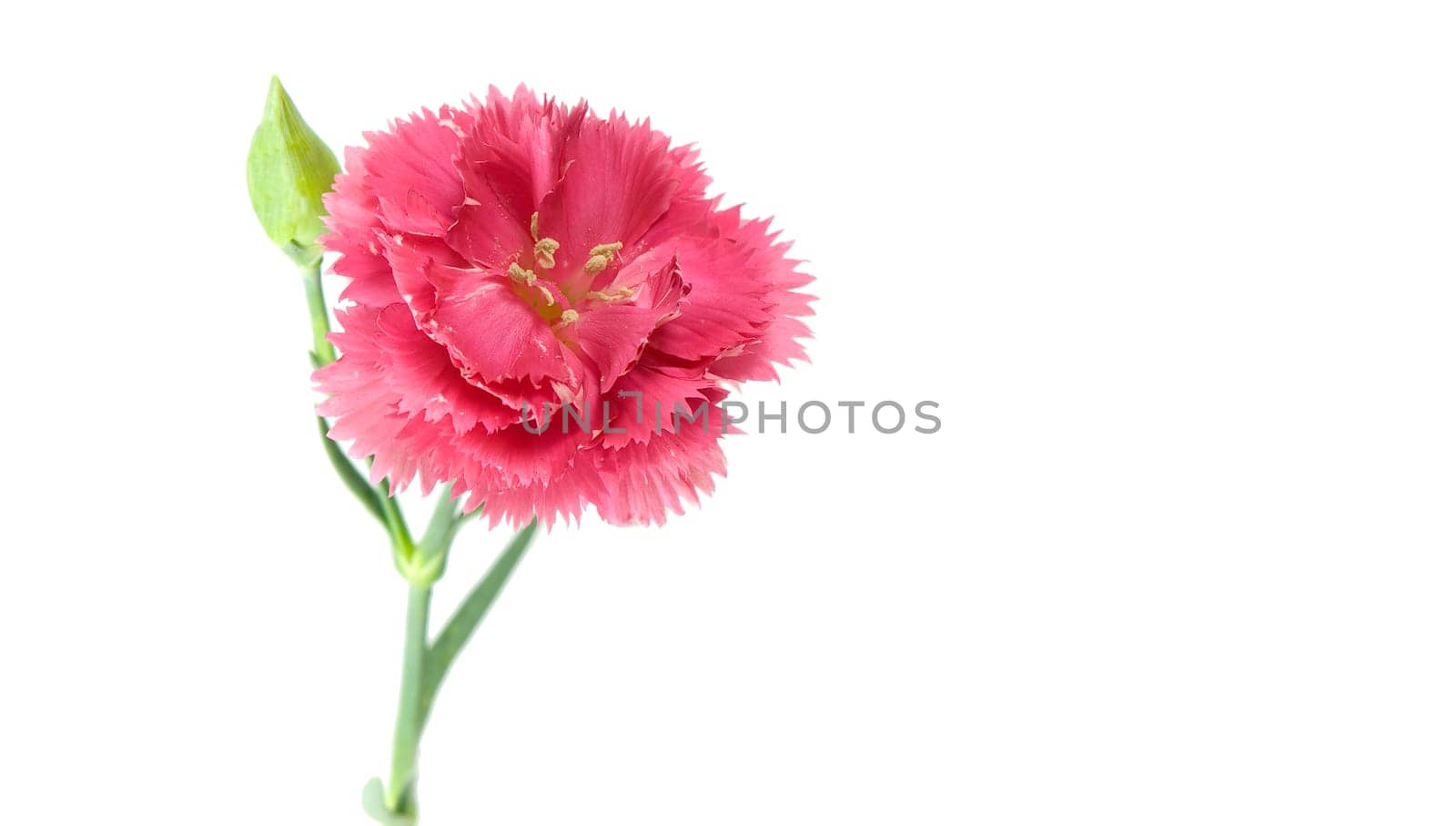 pink carnation flower