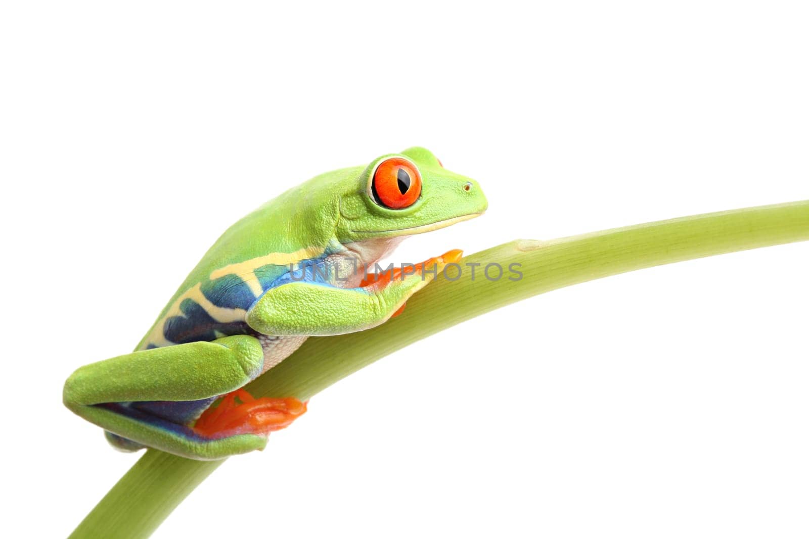 frog on stem isolated