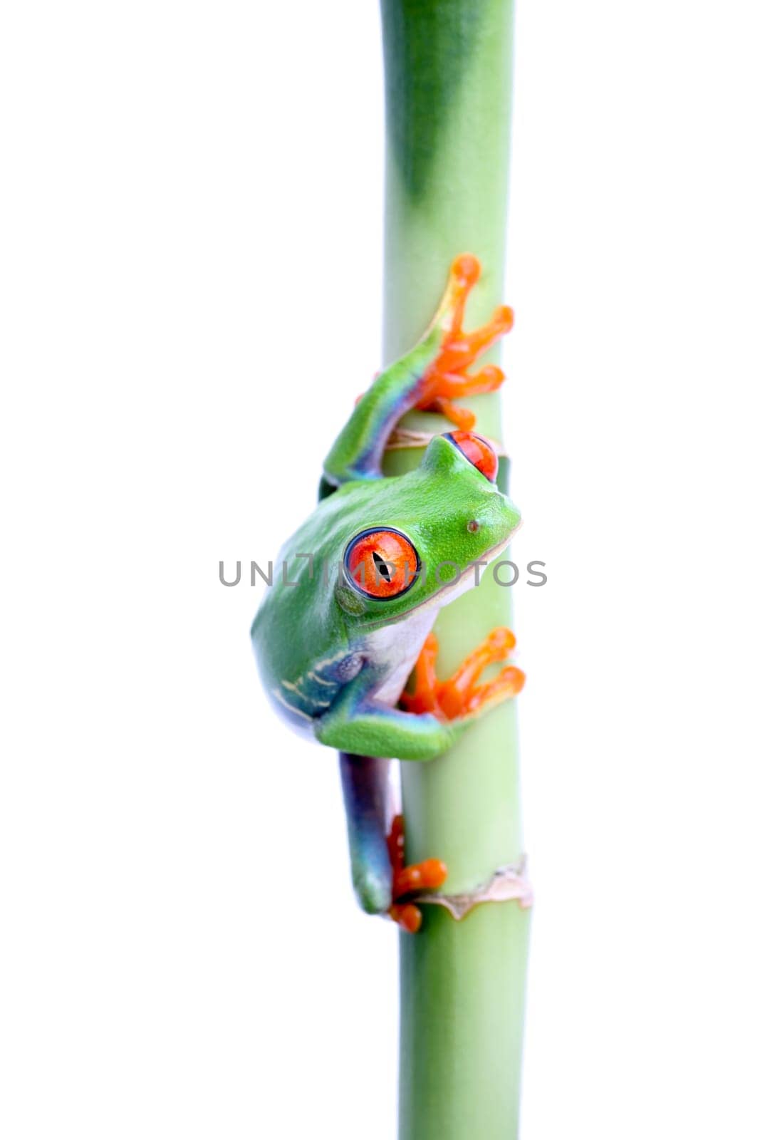 frog on bamboo isolated