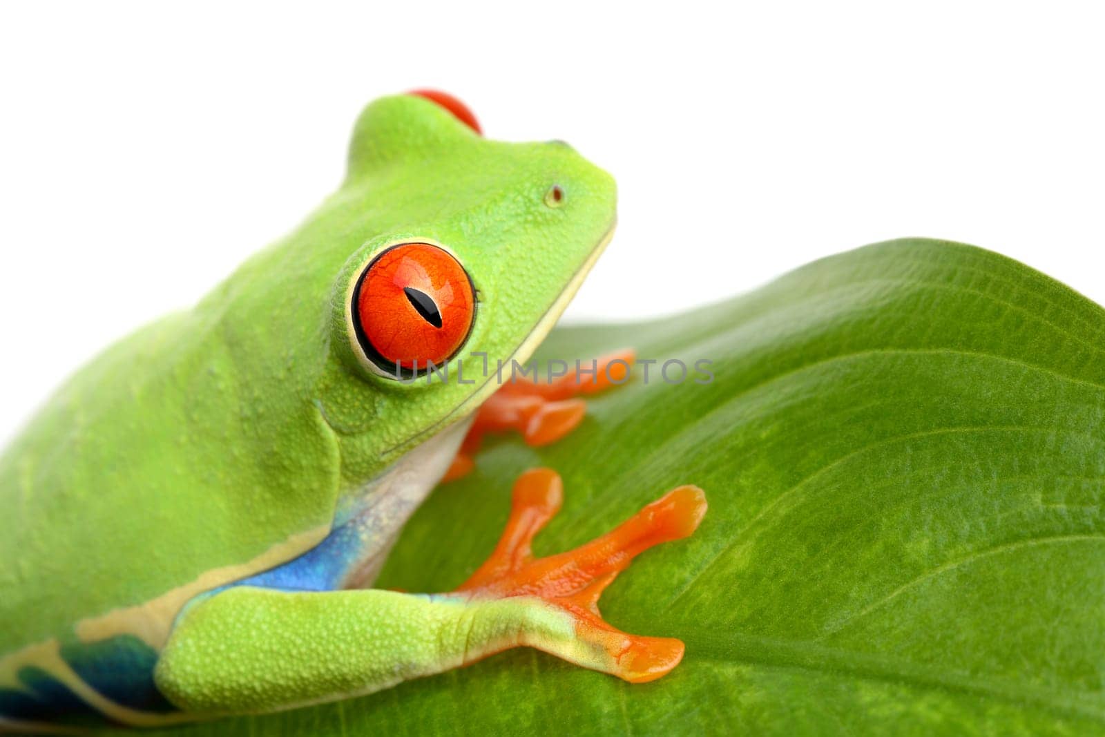frog on a leaf isolated white