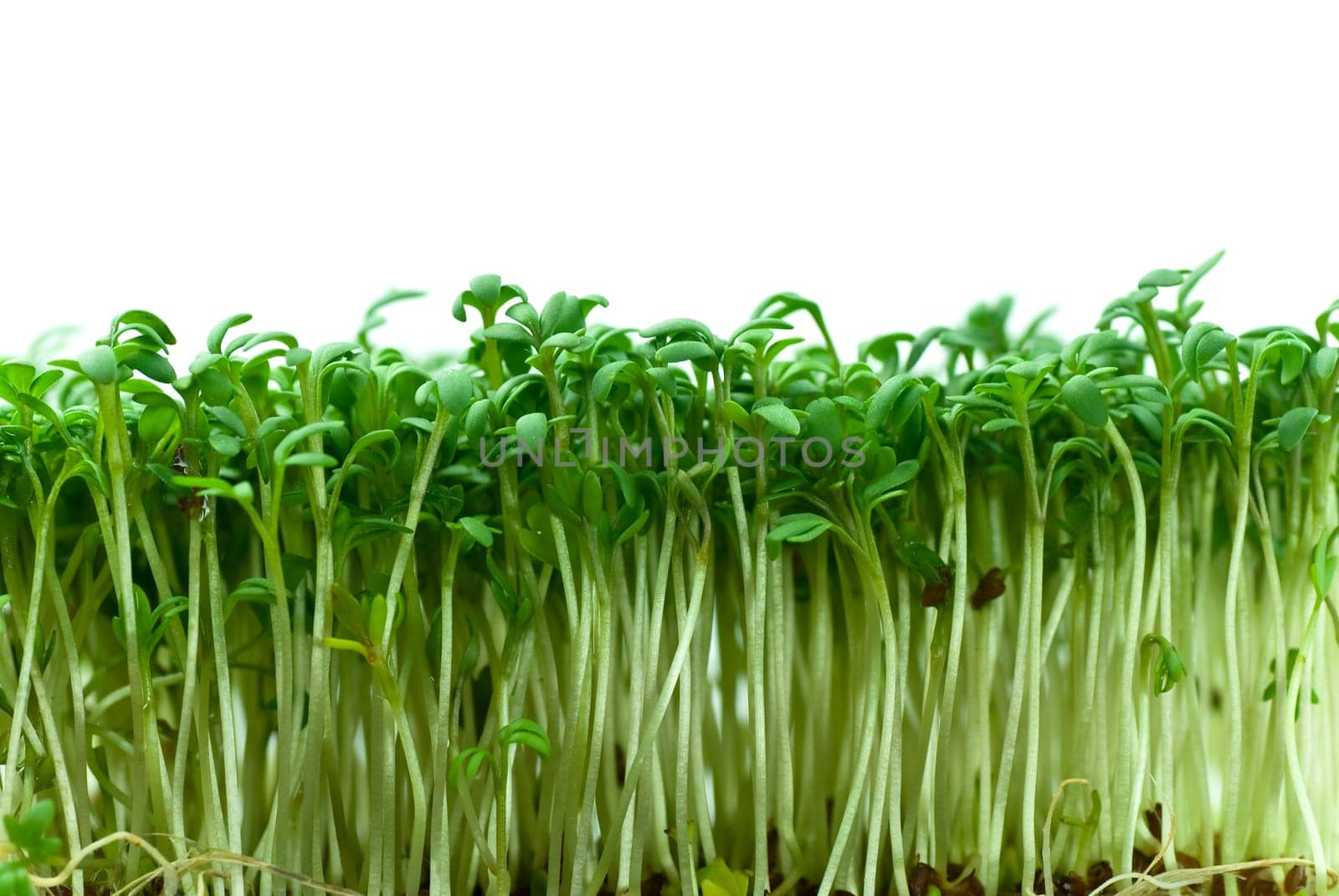 Fresh cress