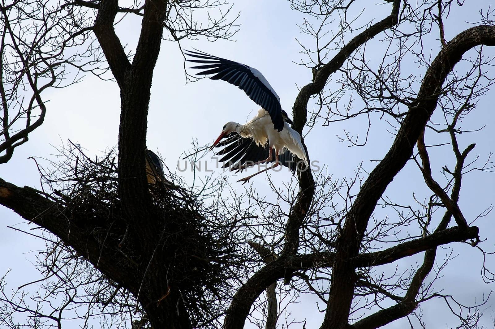 Stork