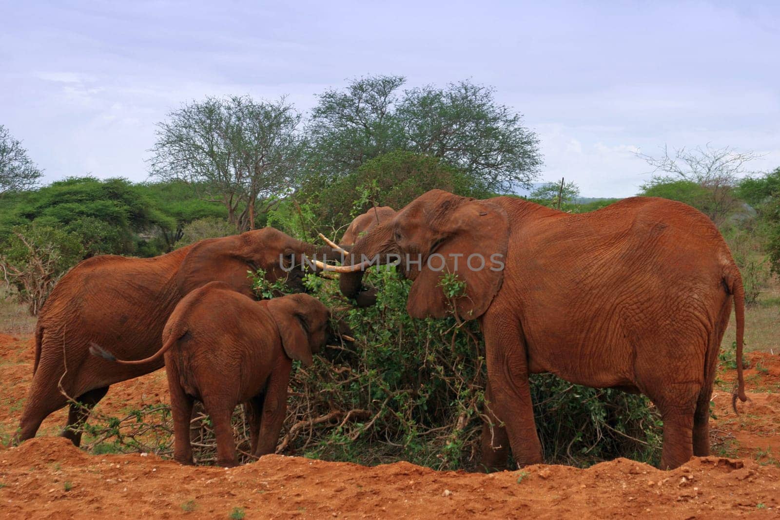 Red Elephants in Tsavo East