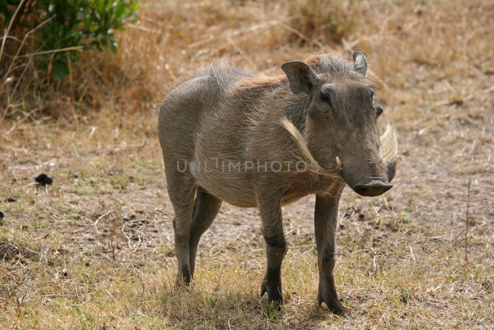 Warthog