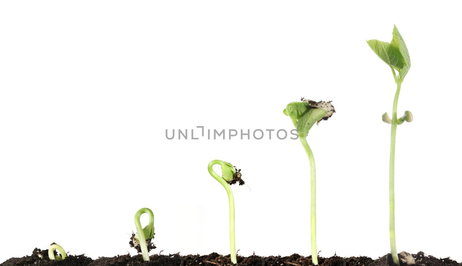 Development