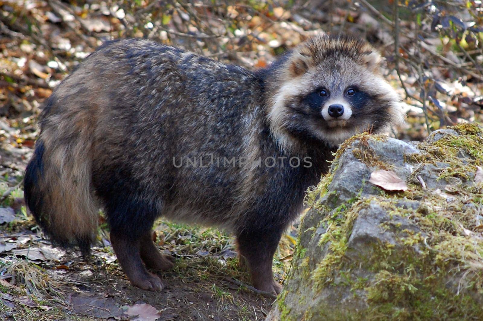 Raccoon dog
