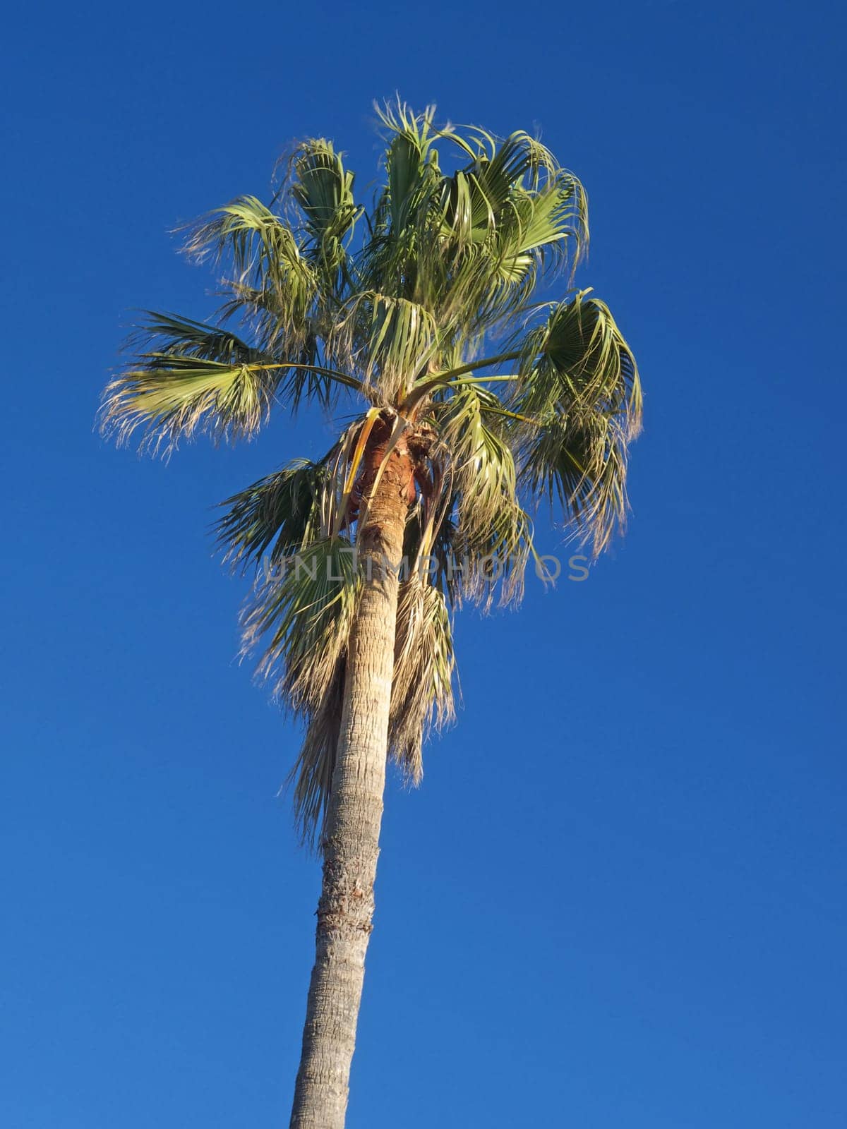 palm tree
