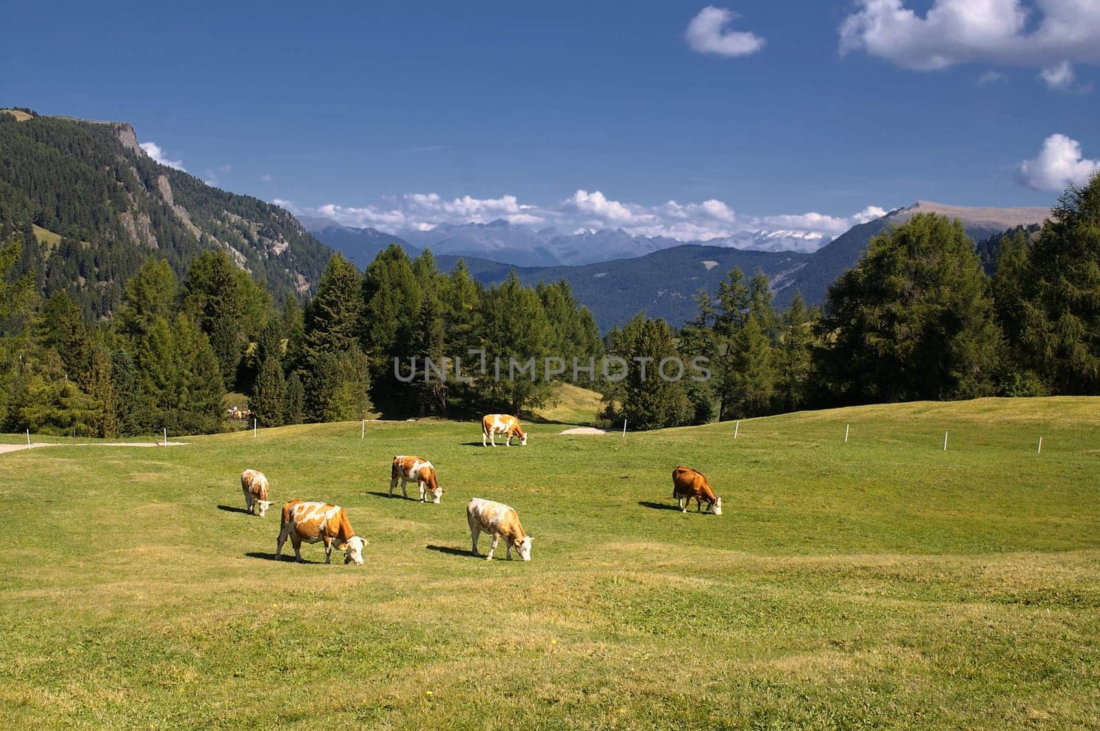 Alpe di Siusi,South Tyrol