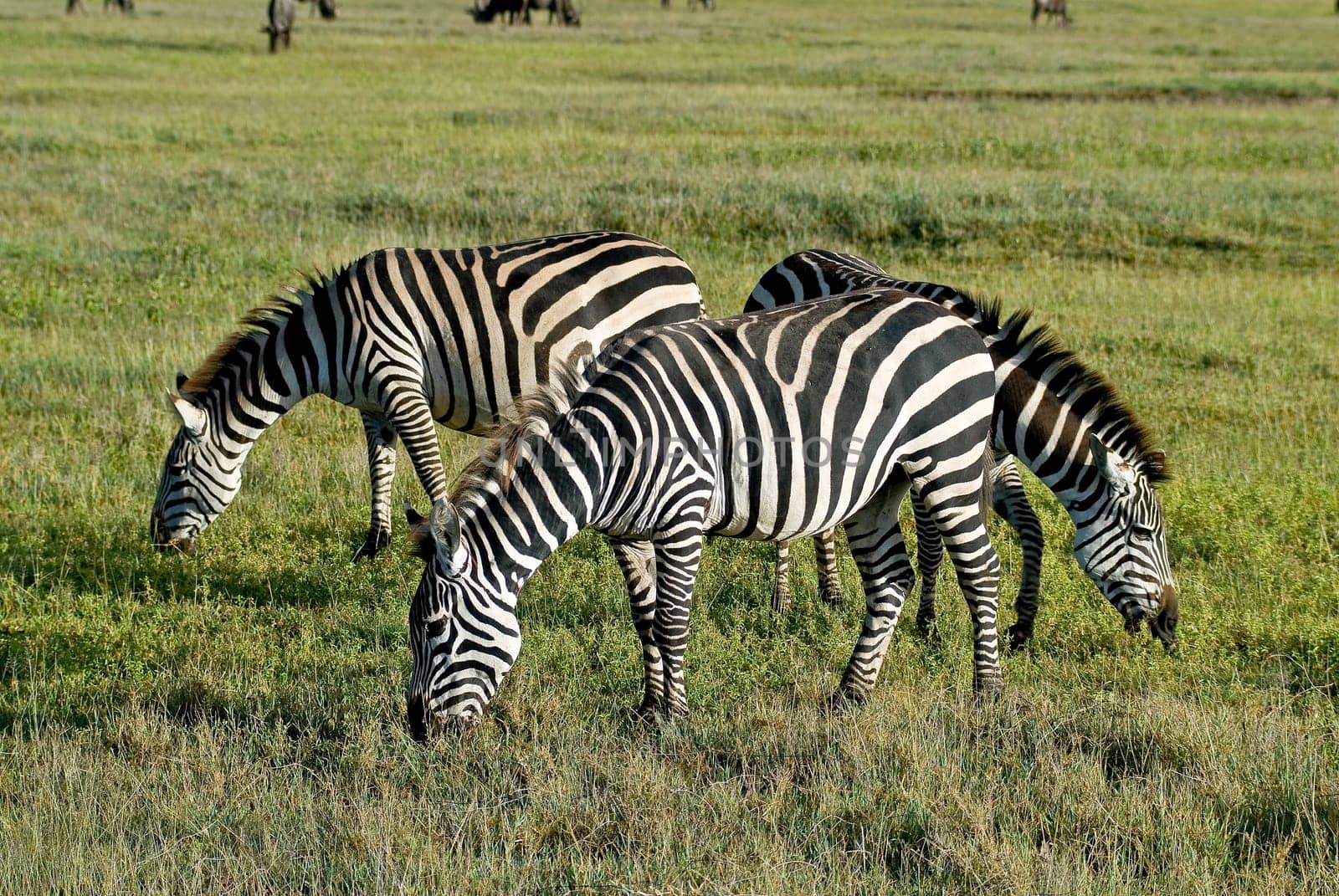 Zebras