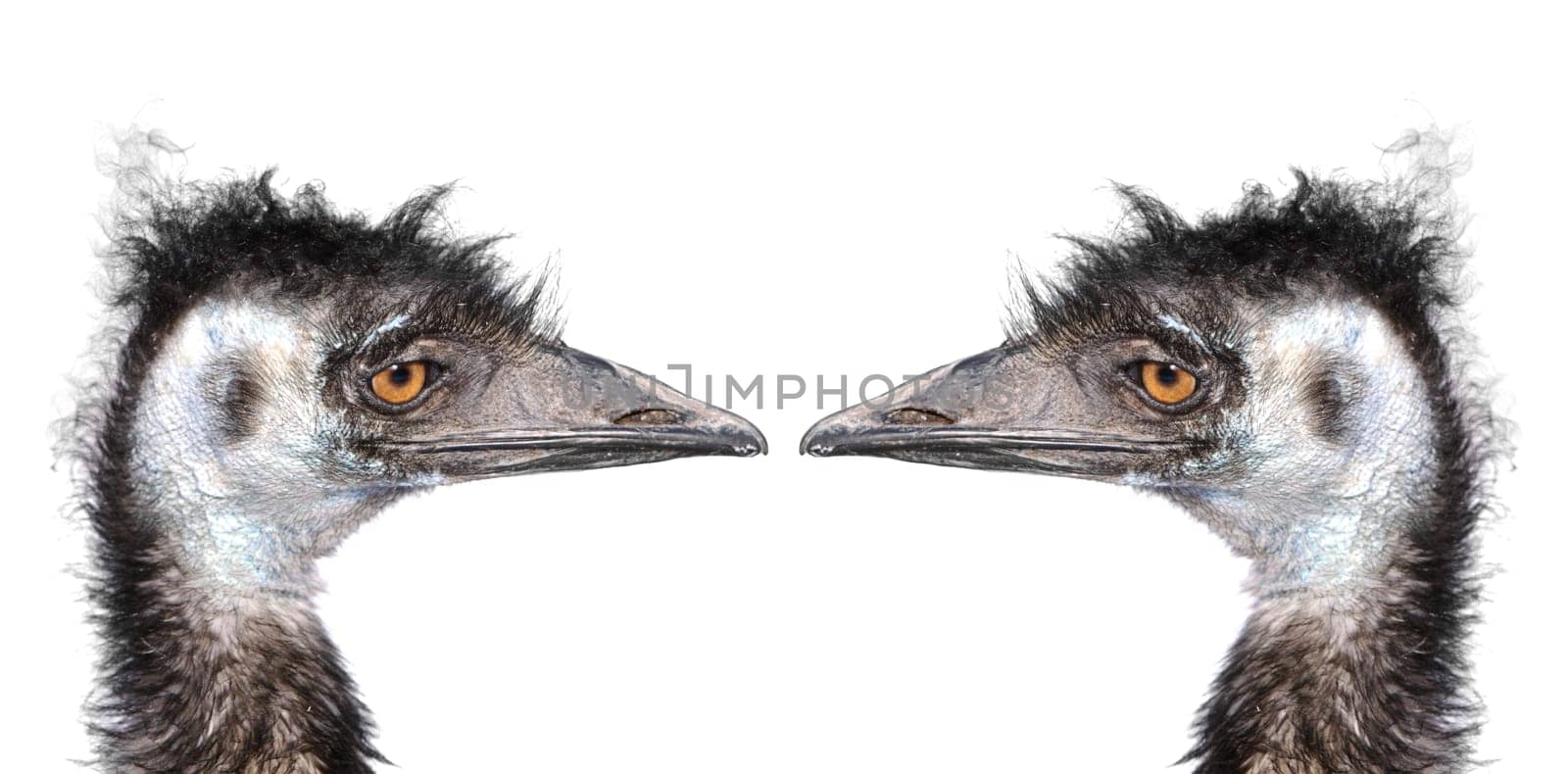 two ostriches heads isolated on white background