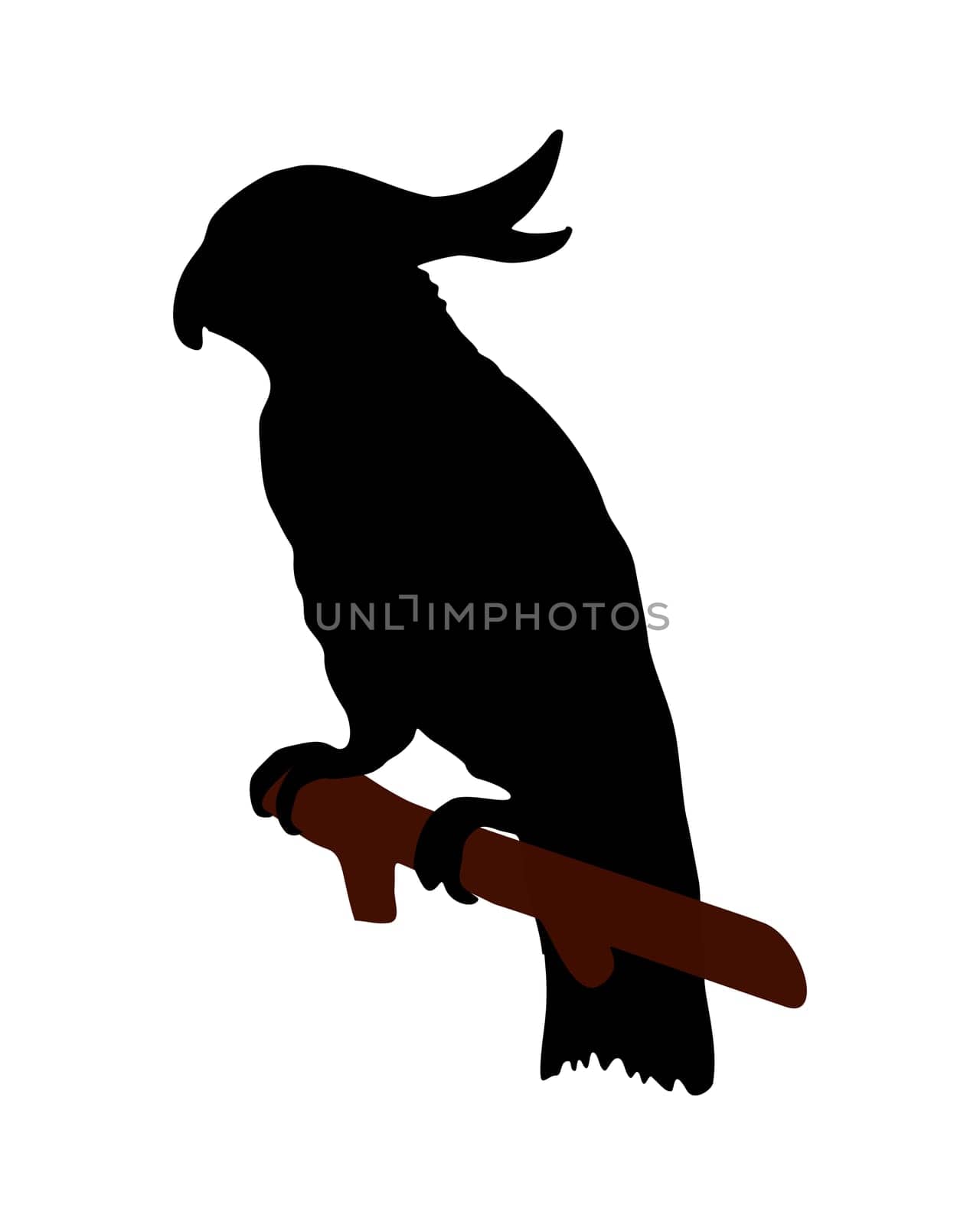 The black silhouette of a cockatoo