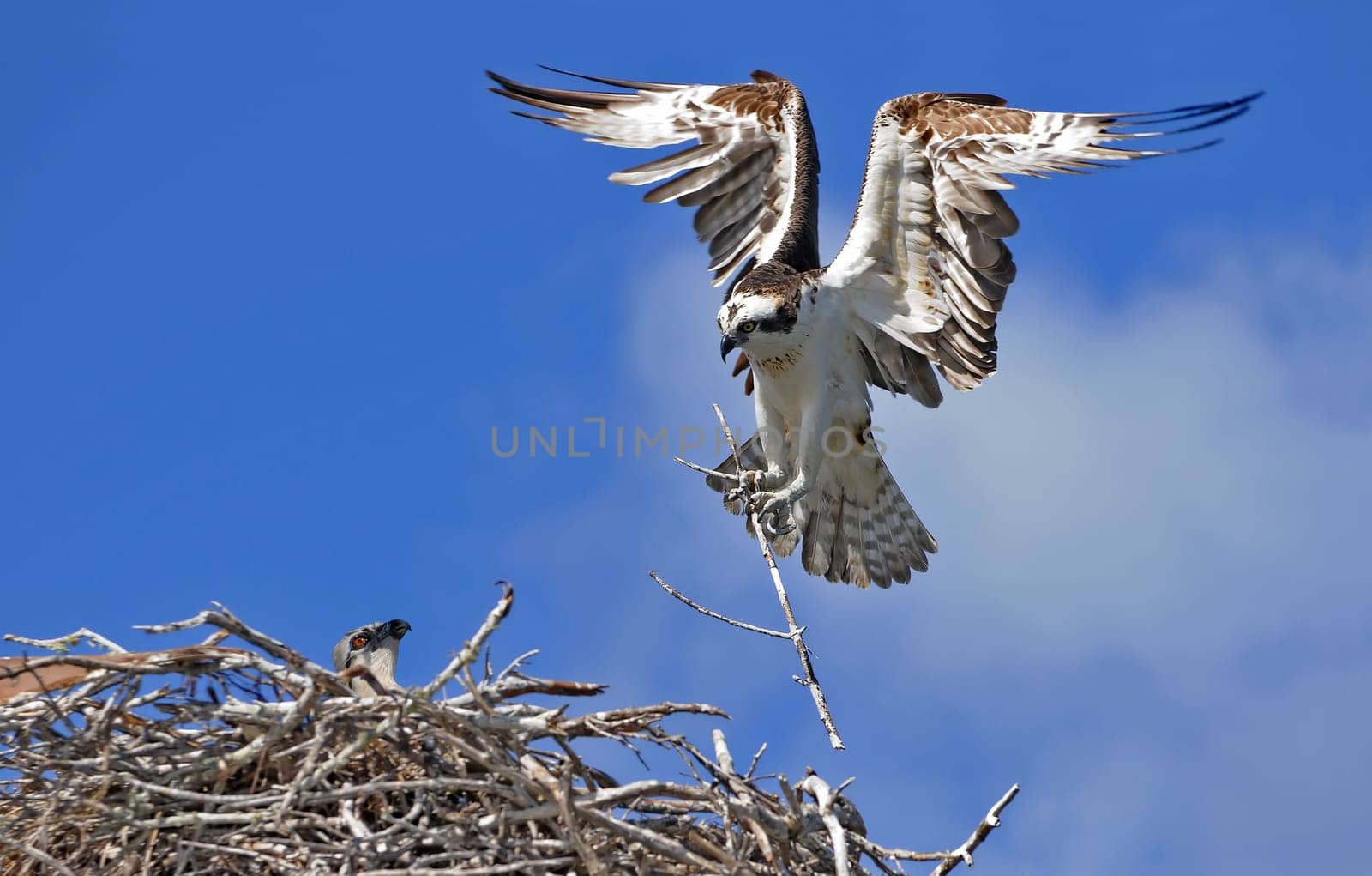 Nesting