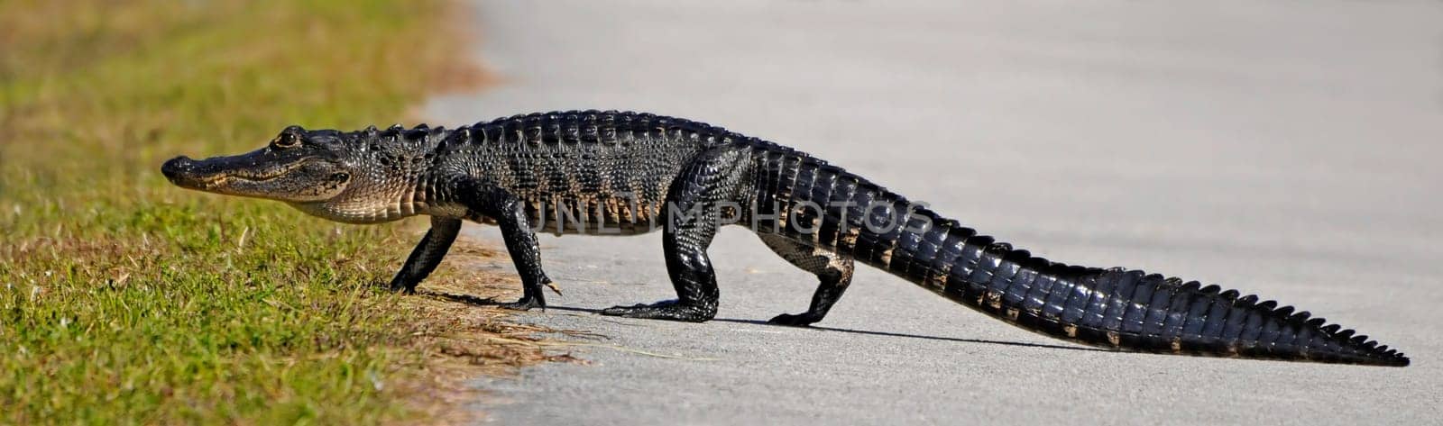 Alligator II